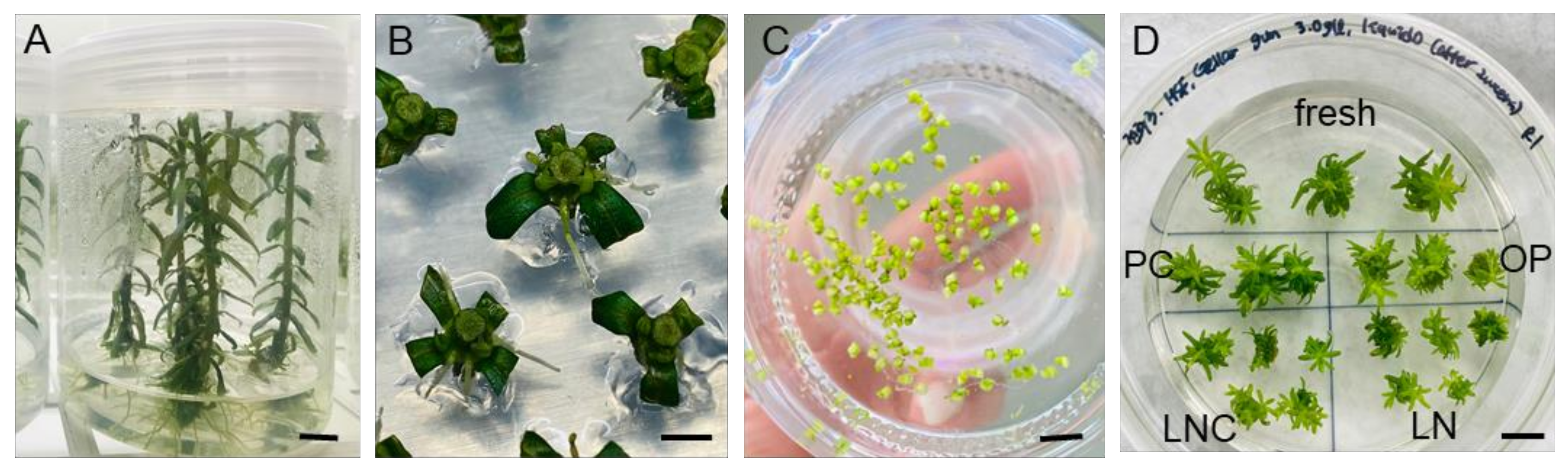 Plants 12 03489 g001