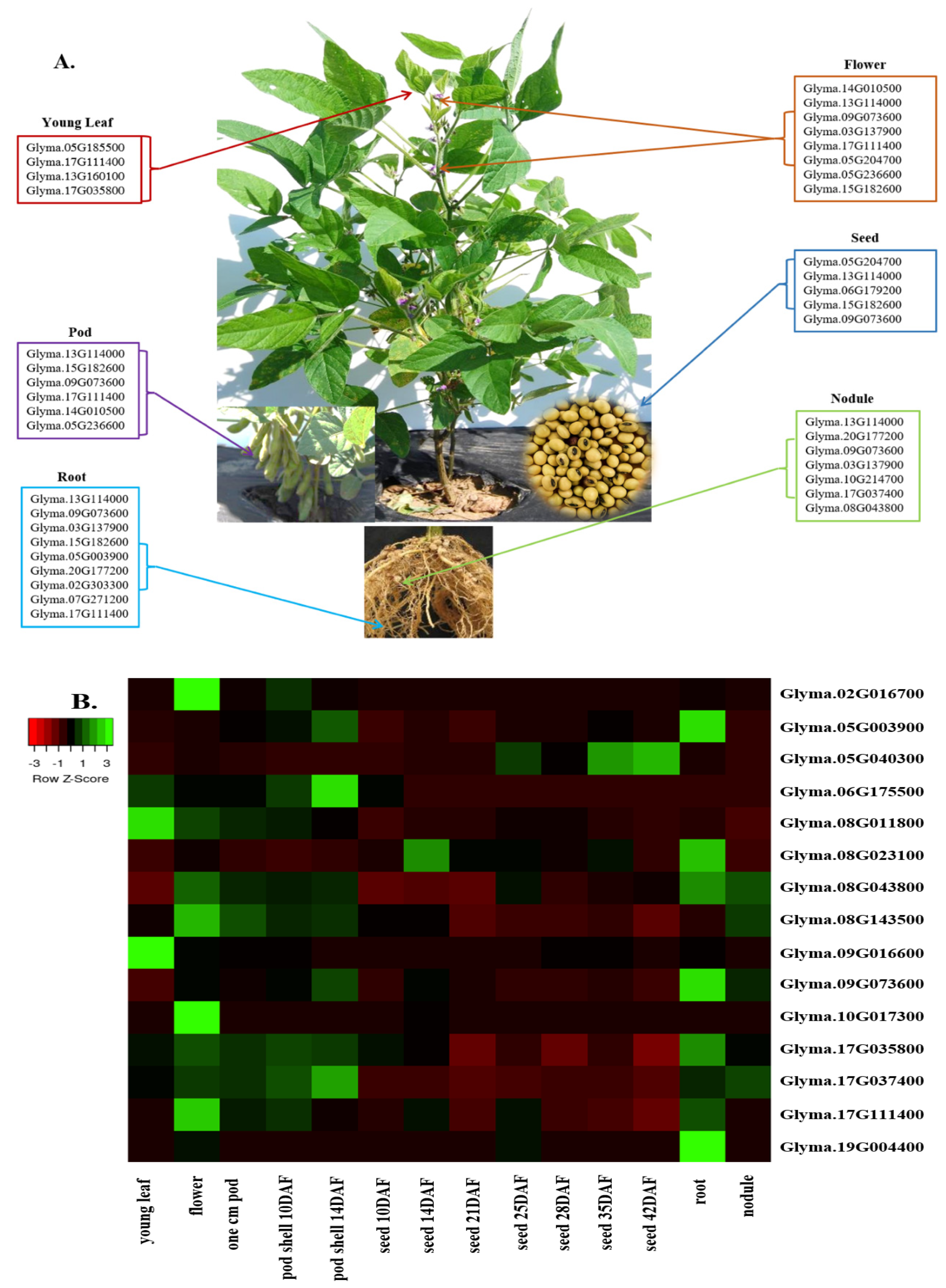 Plants 12 03498 g003 Plants 12 03498 g003