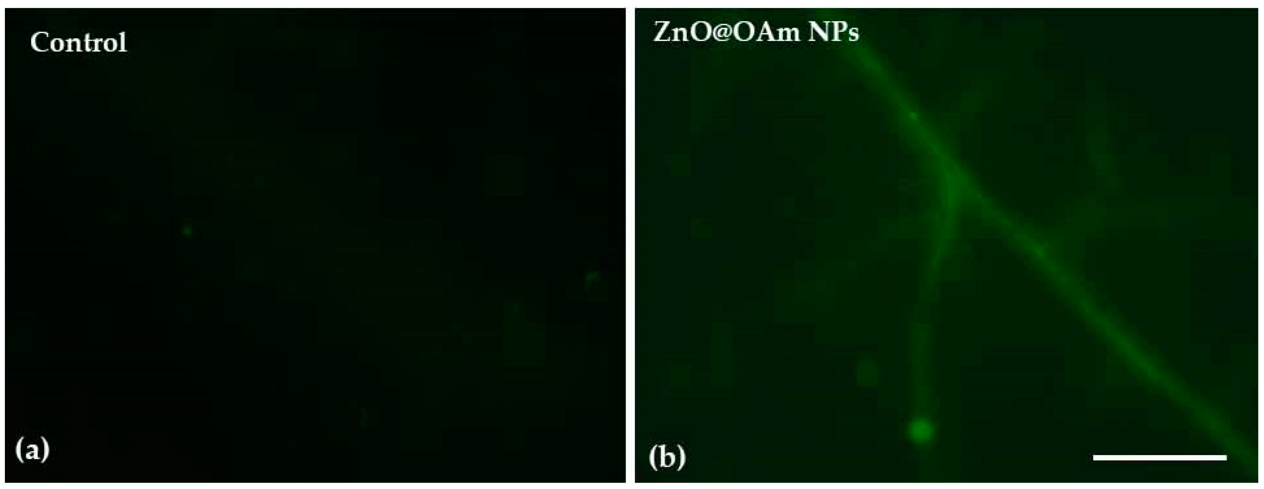 Plants 12 03502 g007