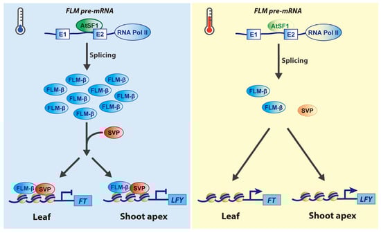 Plants 12 03508 g002