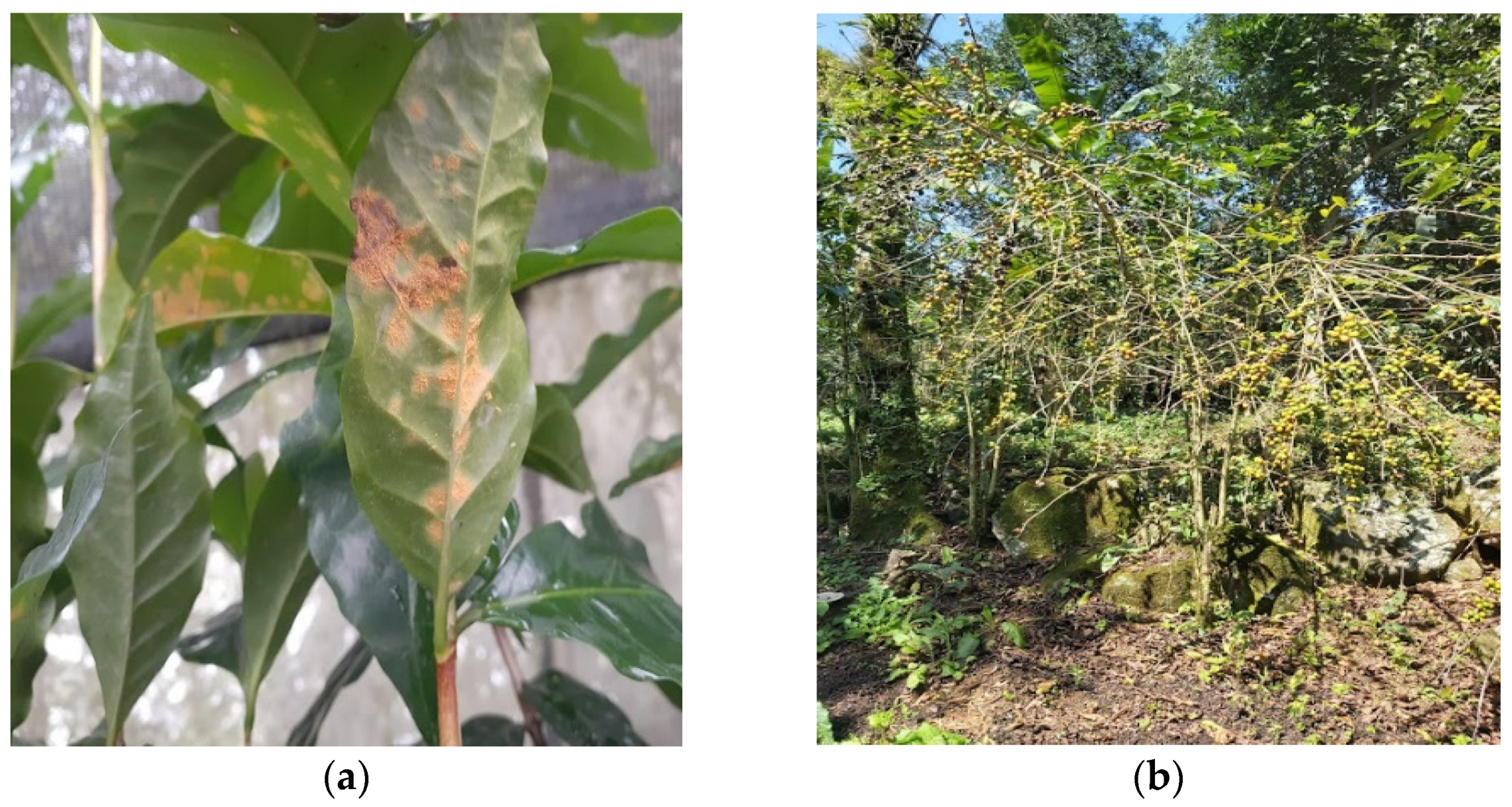 Plants 12 03519 g001