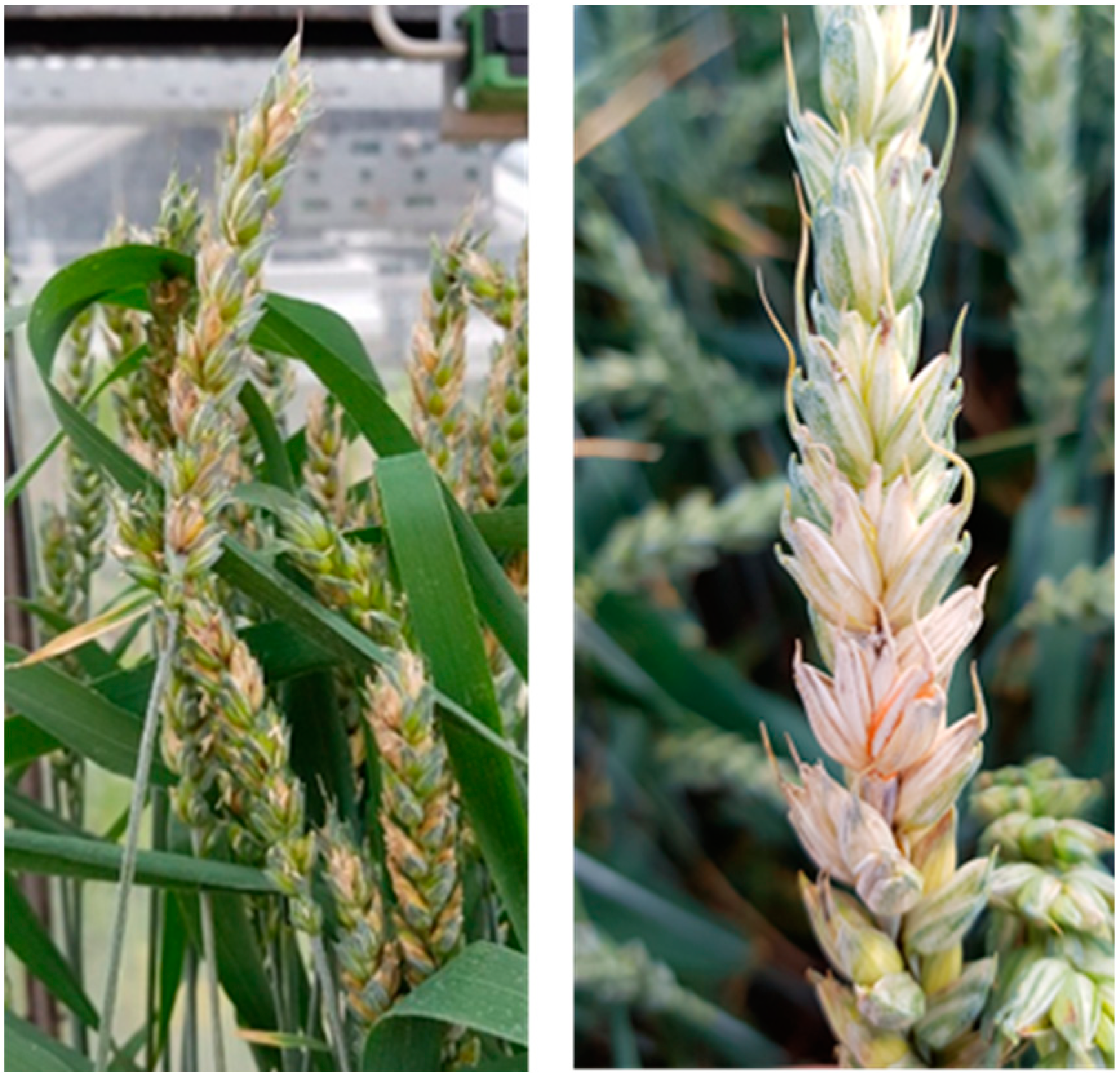 Plants 12 03534 g001