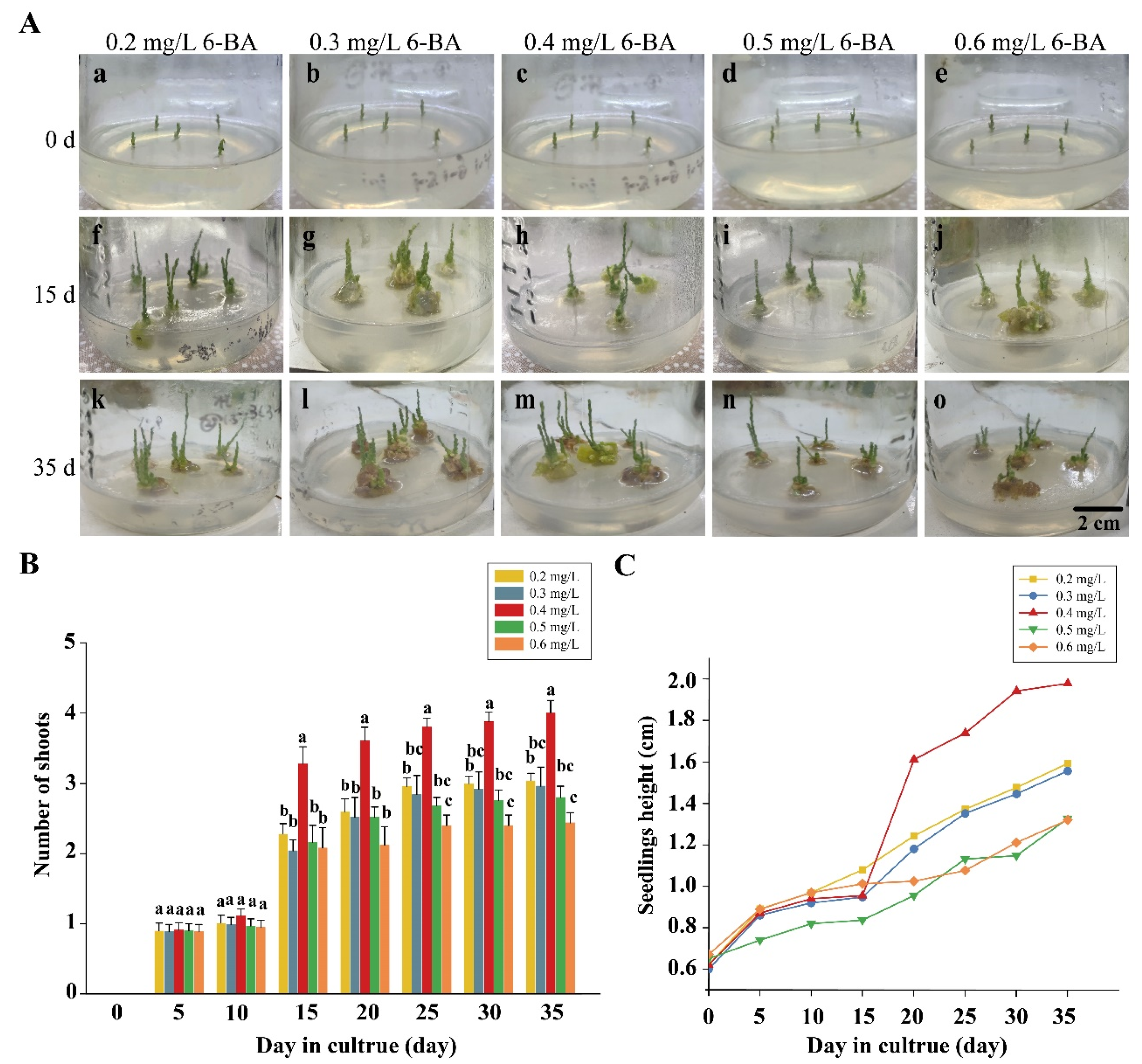 Plants 12 03535 g001