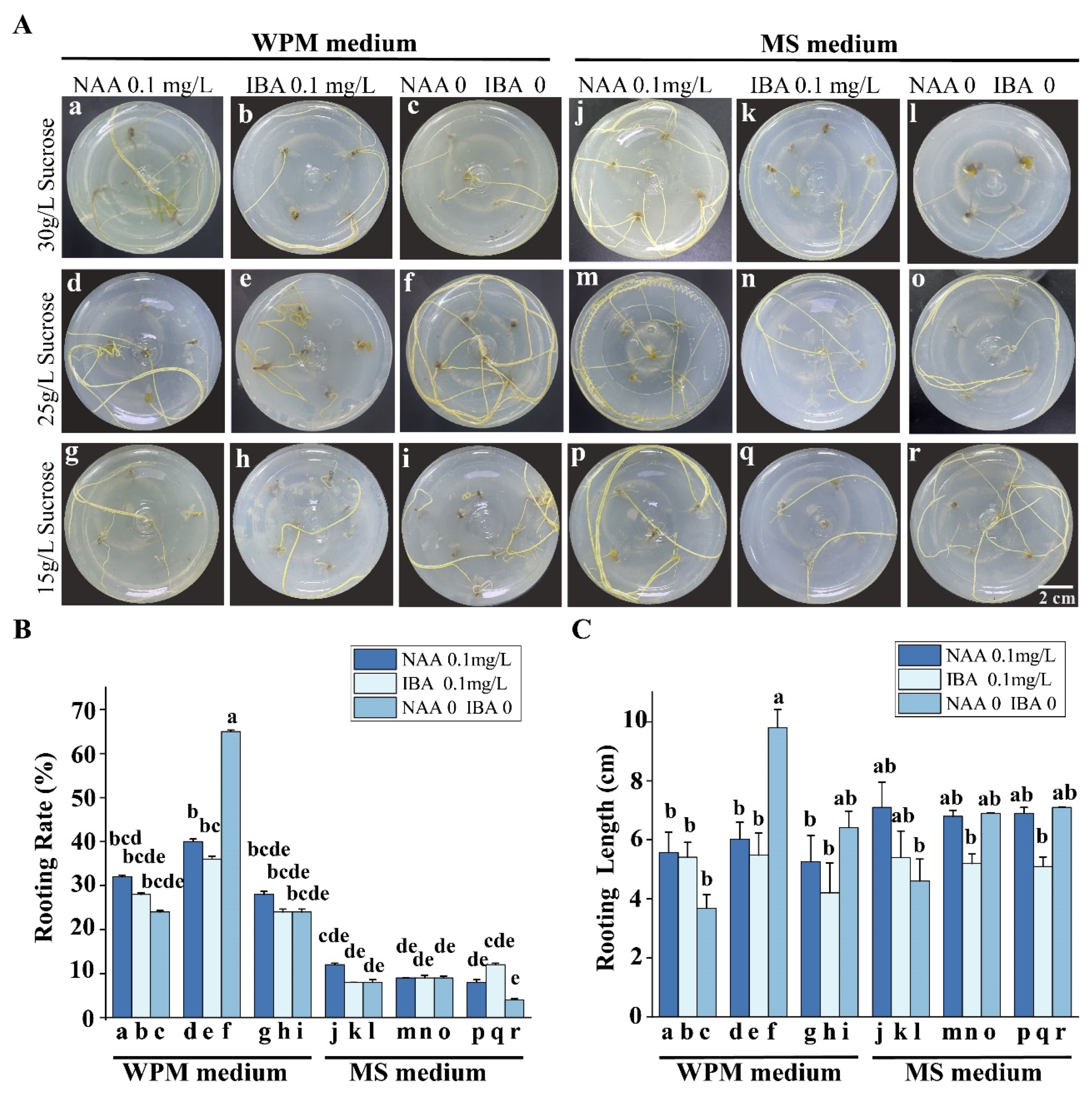 Plants 12 03535 g002