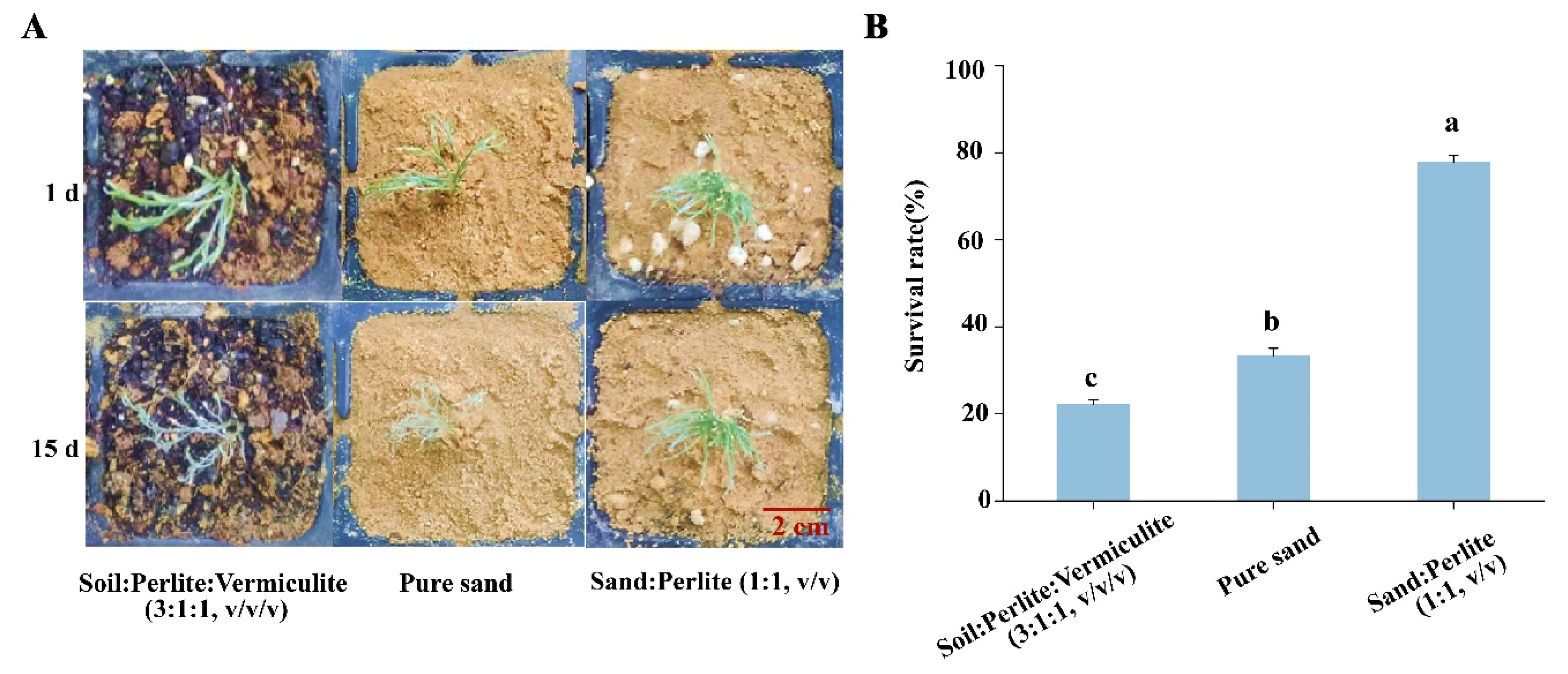 Plants 12 03535 g003