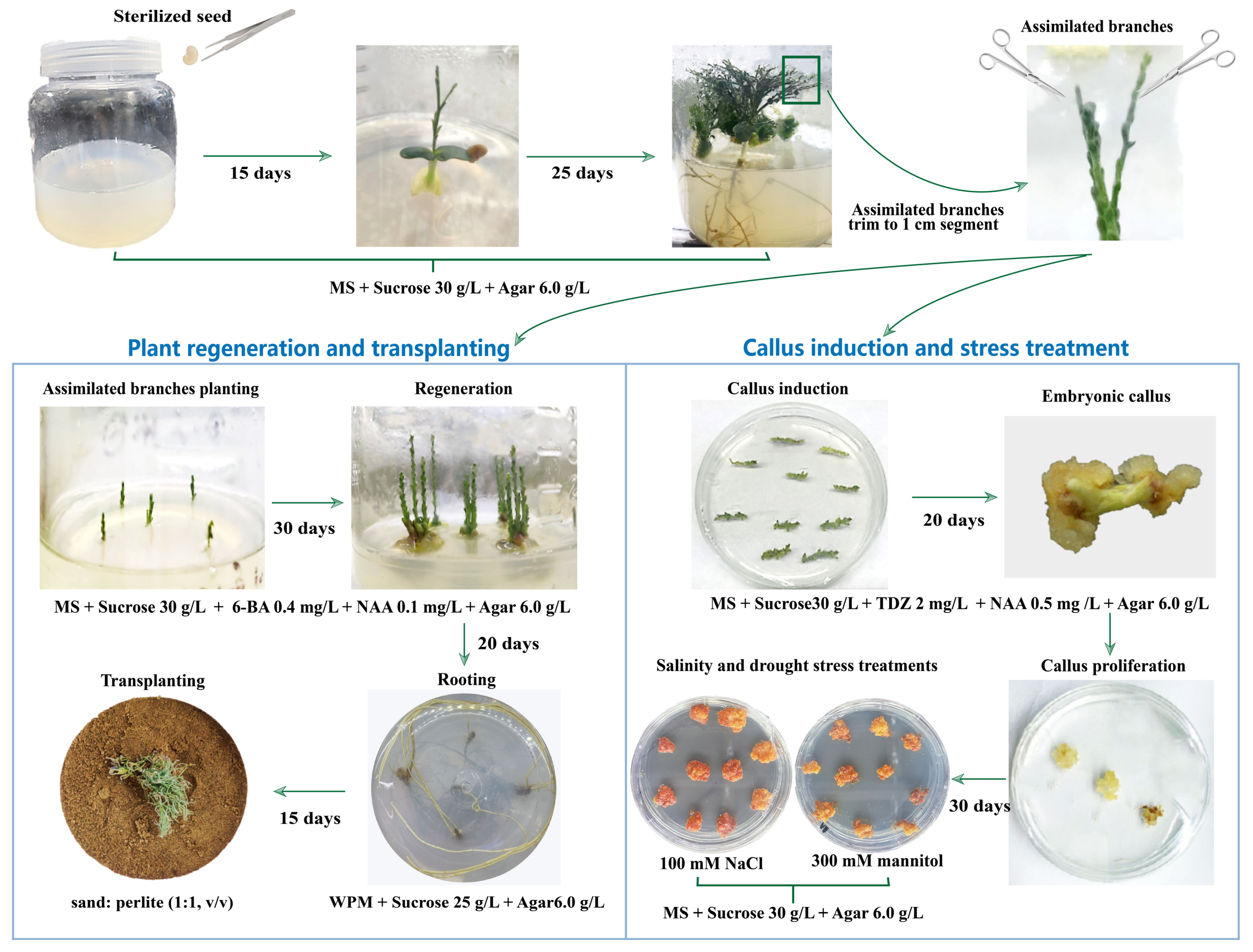 Plants 12 03535 g007