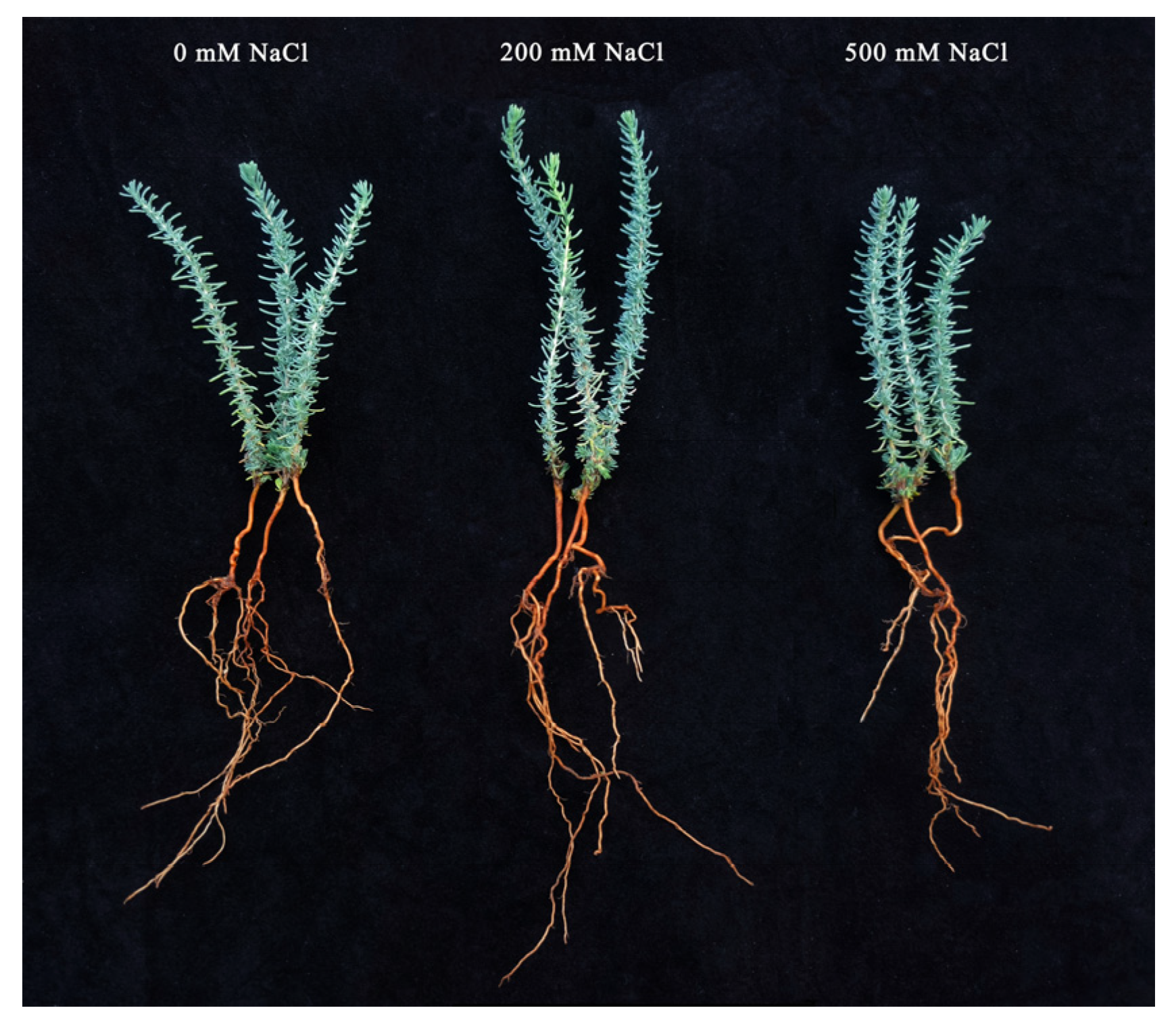 Plants 12 03542 g002