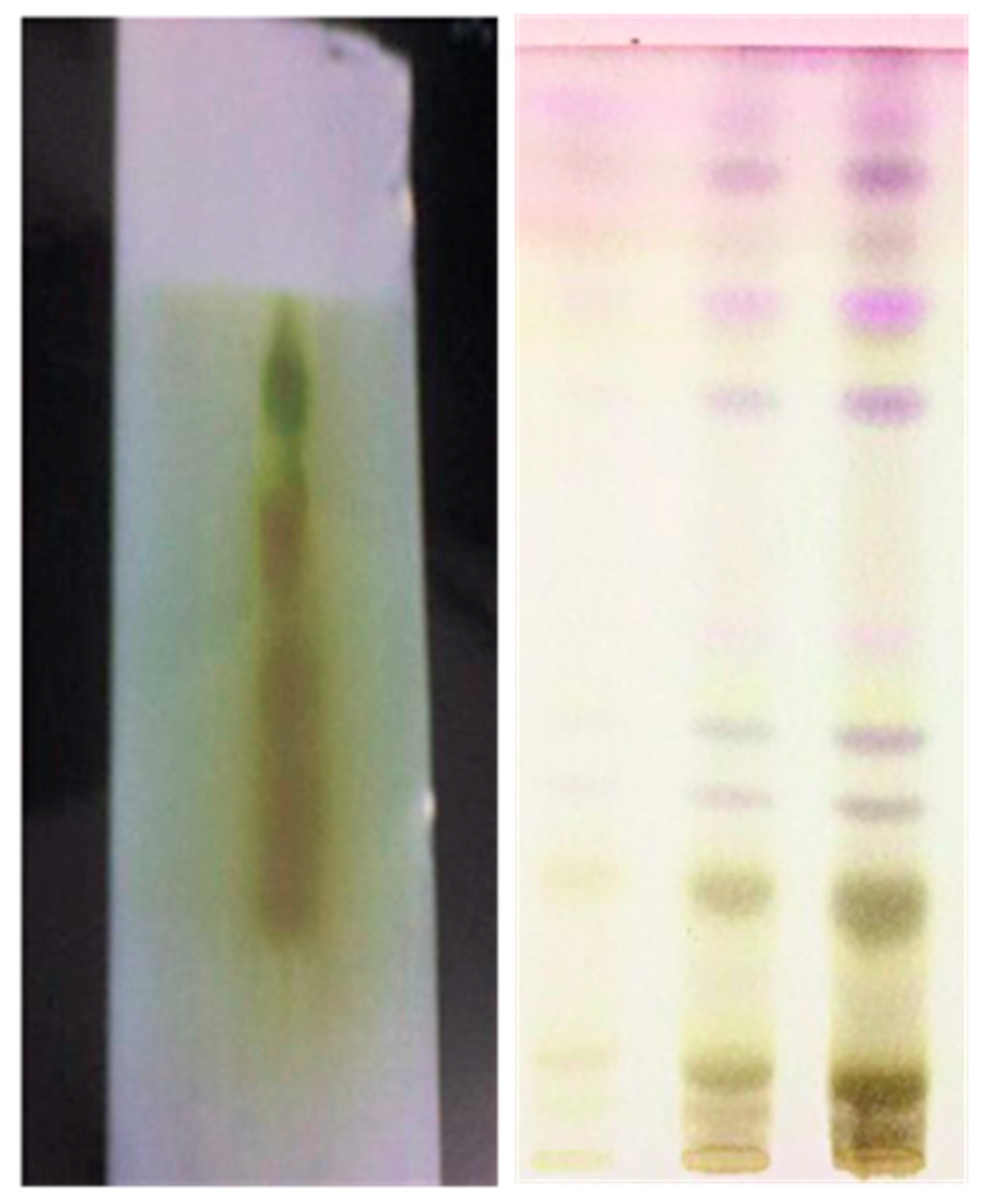 Plants 12 03547 g003