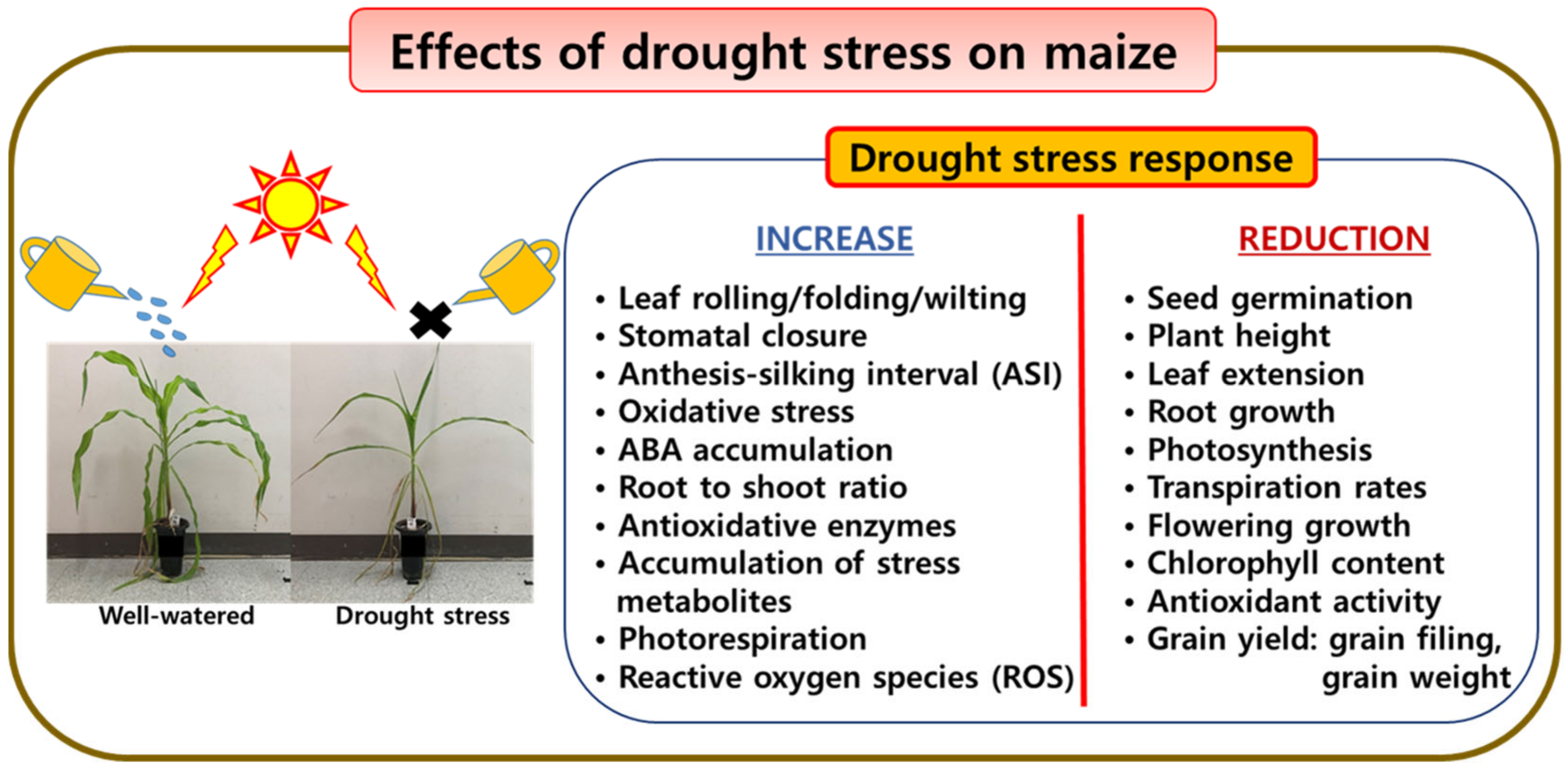 Effects of Climate Change and Drought Tolerance on Maize Growth | MDPI