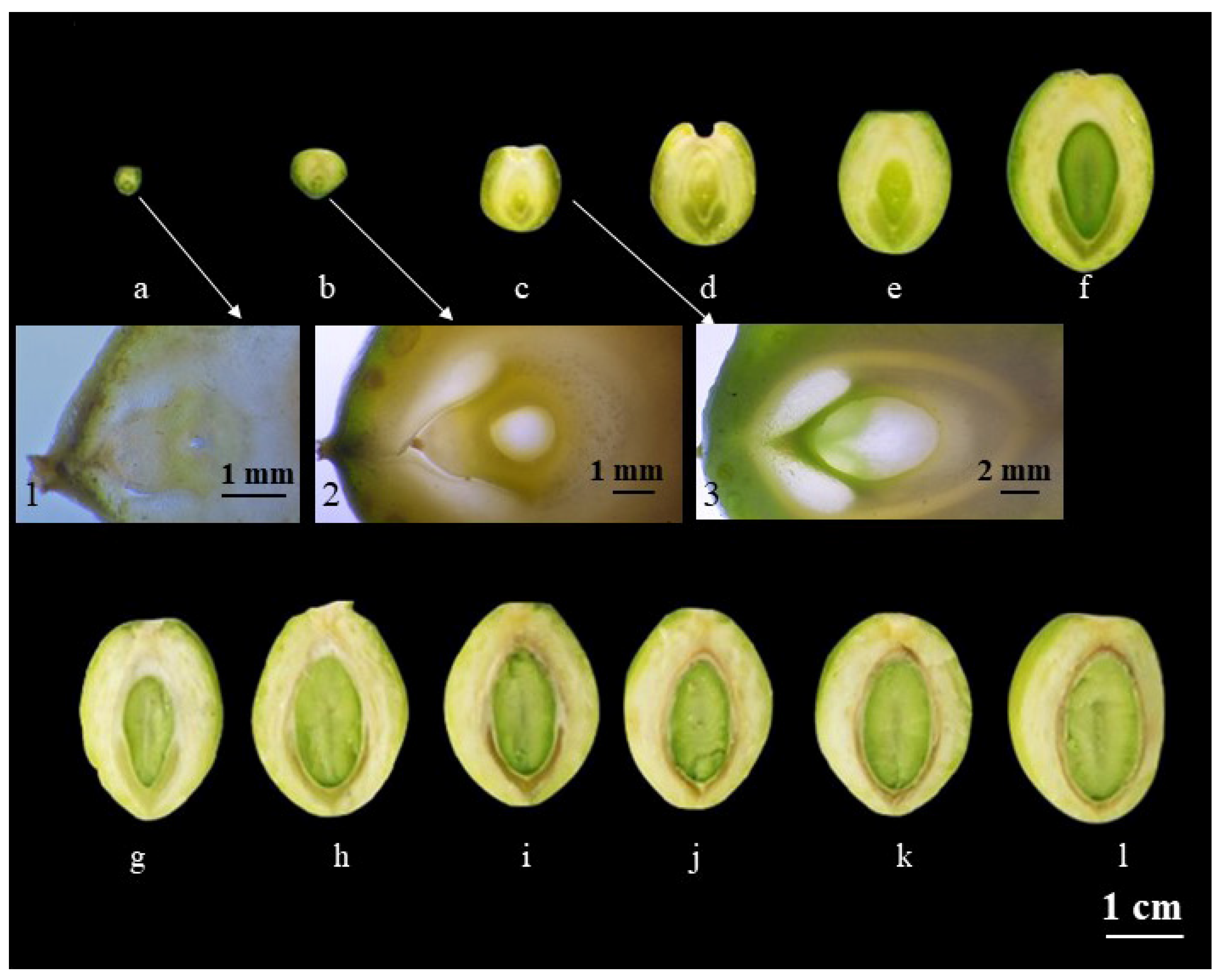 Plants 12 03560 g001 Plants 12 03560 g001