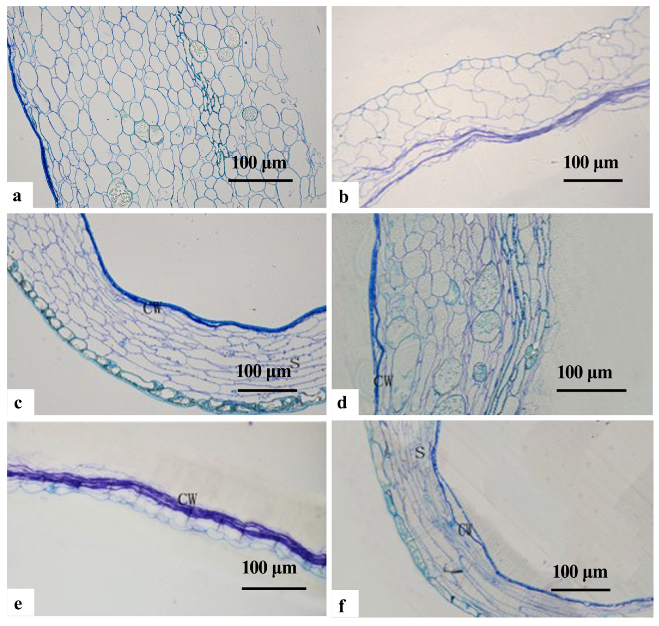 Plants 12 03560 g003 Plants 12 03560 g003