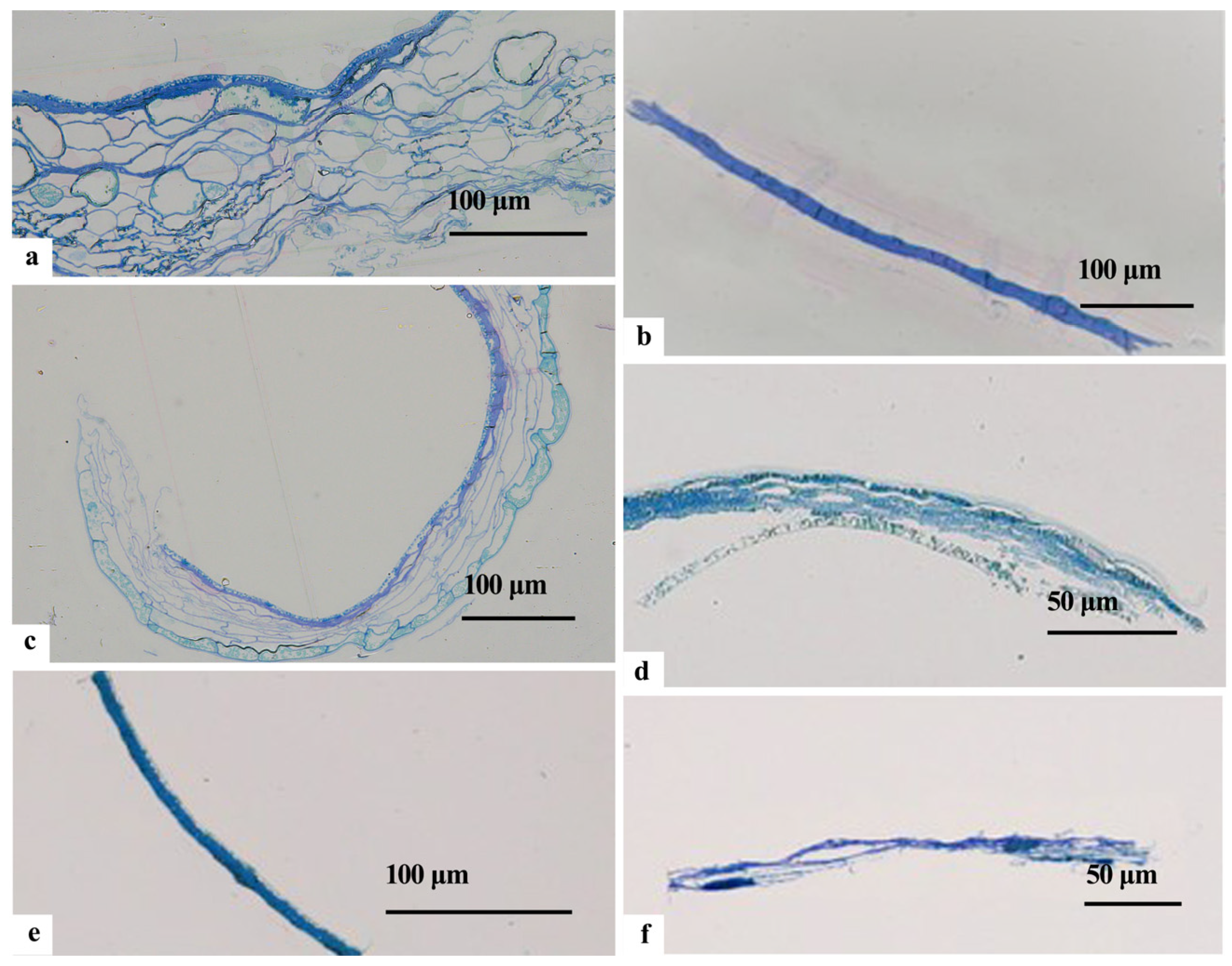 Plants 12 03560 g004 Plants 12 03560 g004