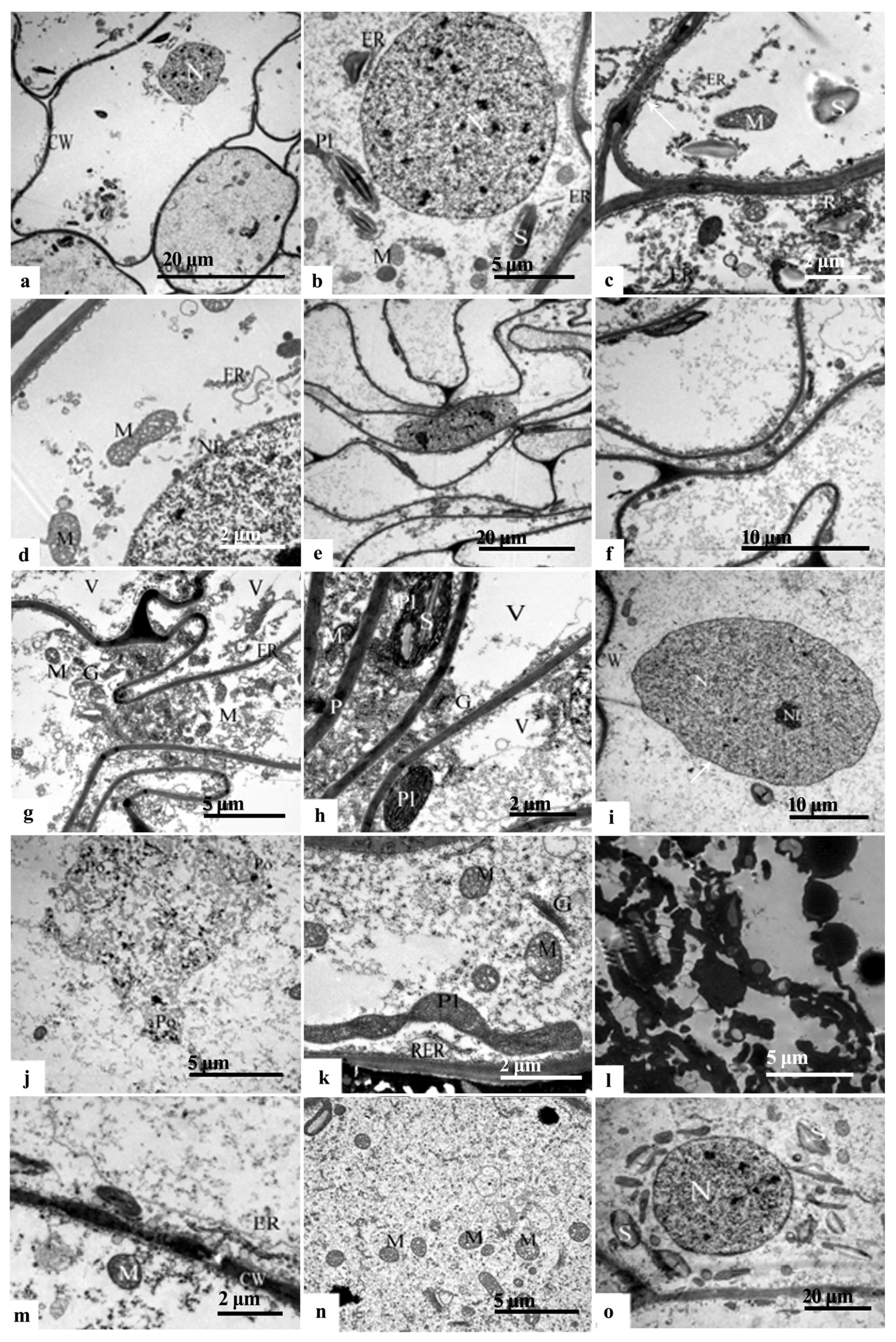 Plants 12 03560 g005 Plants 12 03560 g005