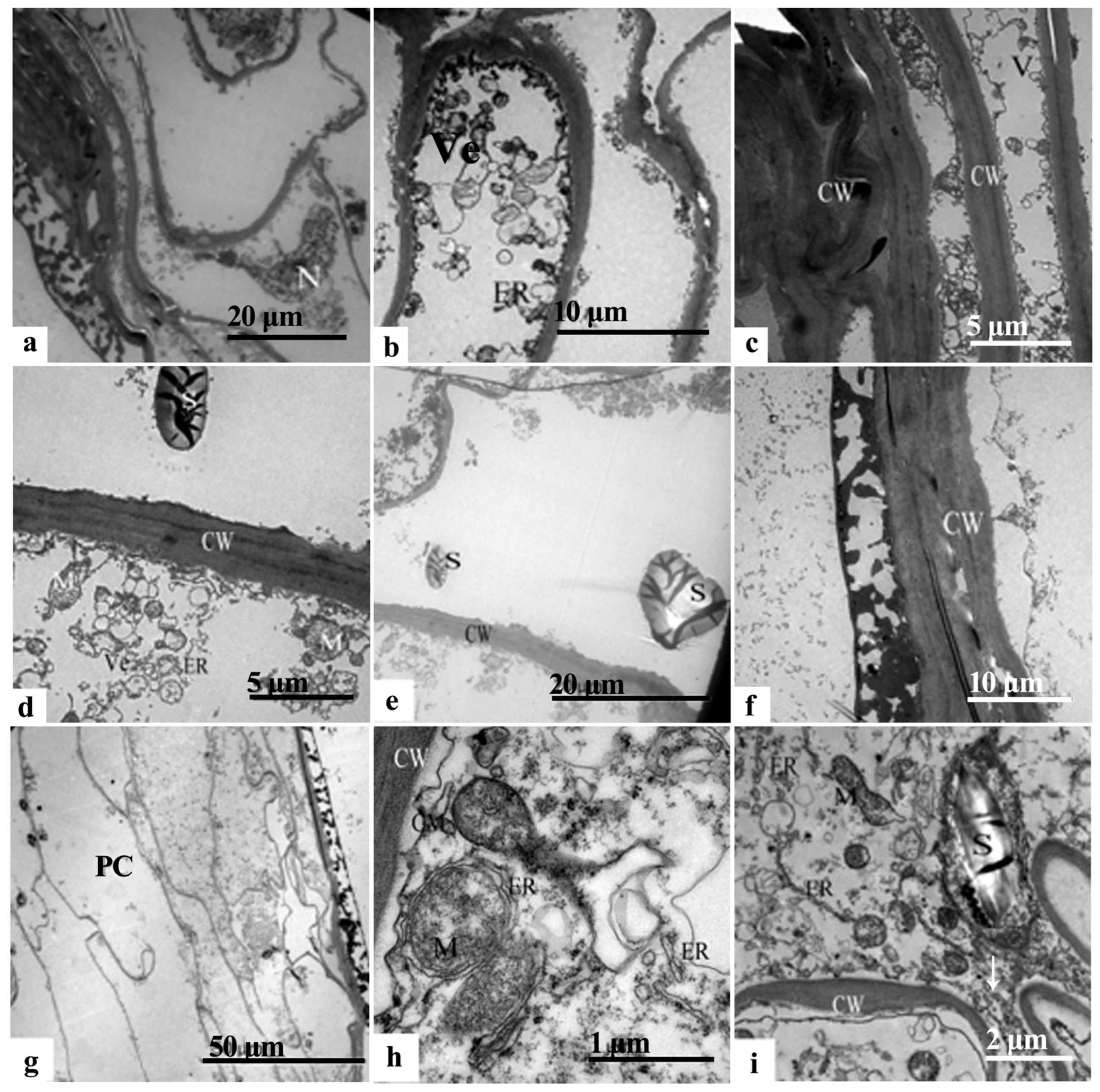 Plants 12 03560 g007 Plants 12 03560 g007