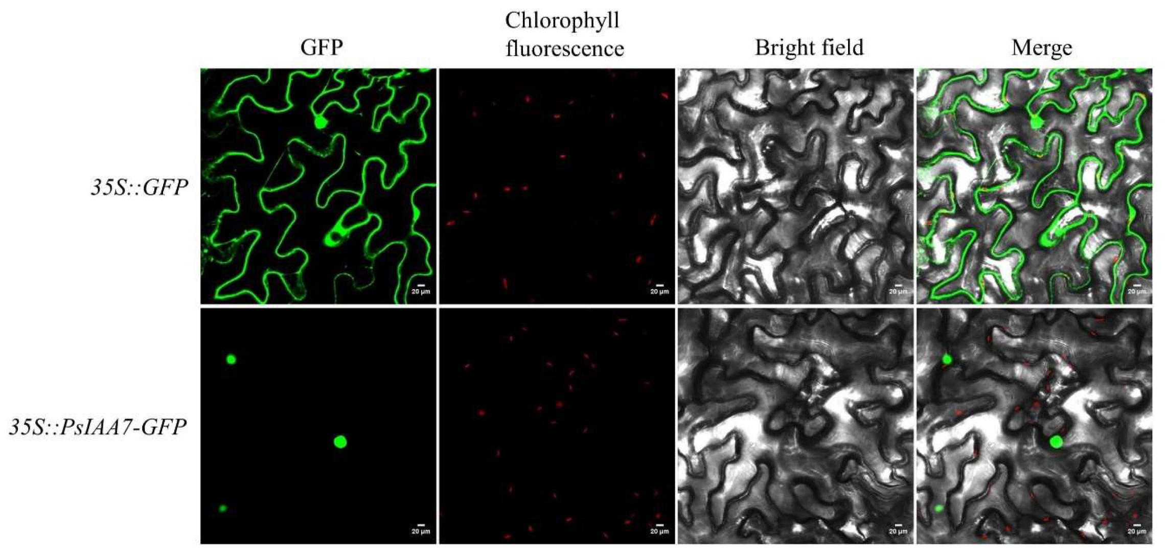 Plants 12 03566 g008