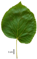 Plants 12 03567 i004