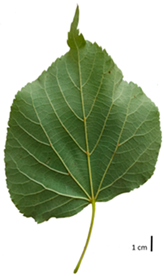 Plants 12 03567 i011