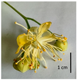 Plants 12 03567 i052