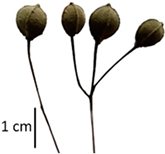 Plants 12 03567 i058