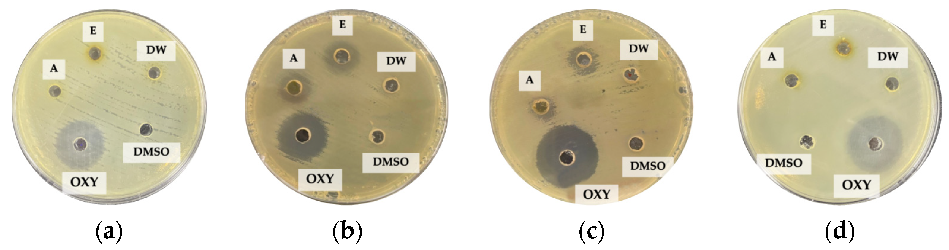 Plants 12 03588 g001