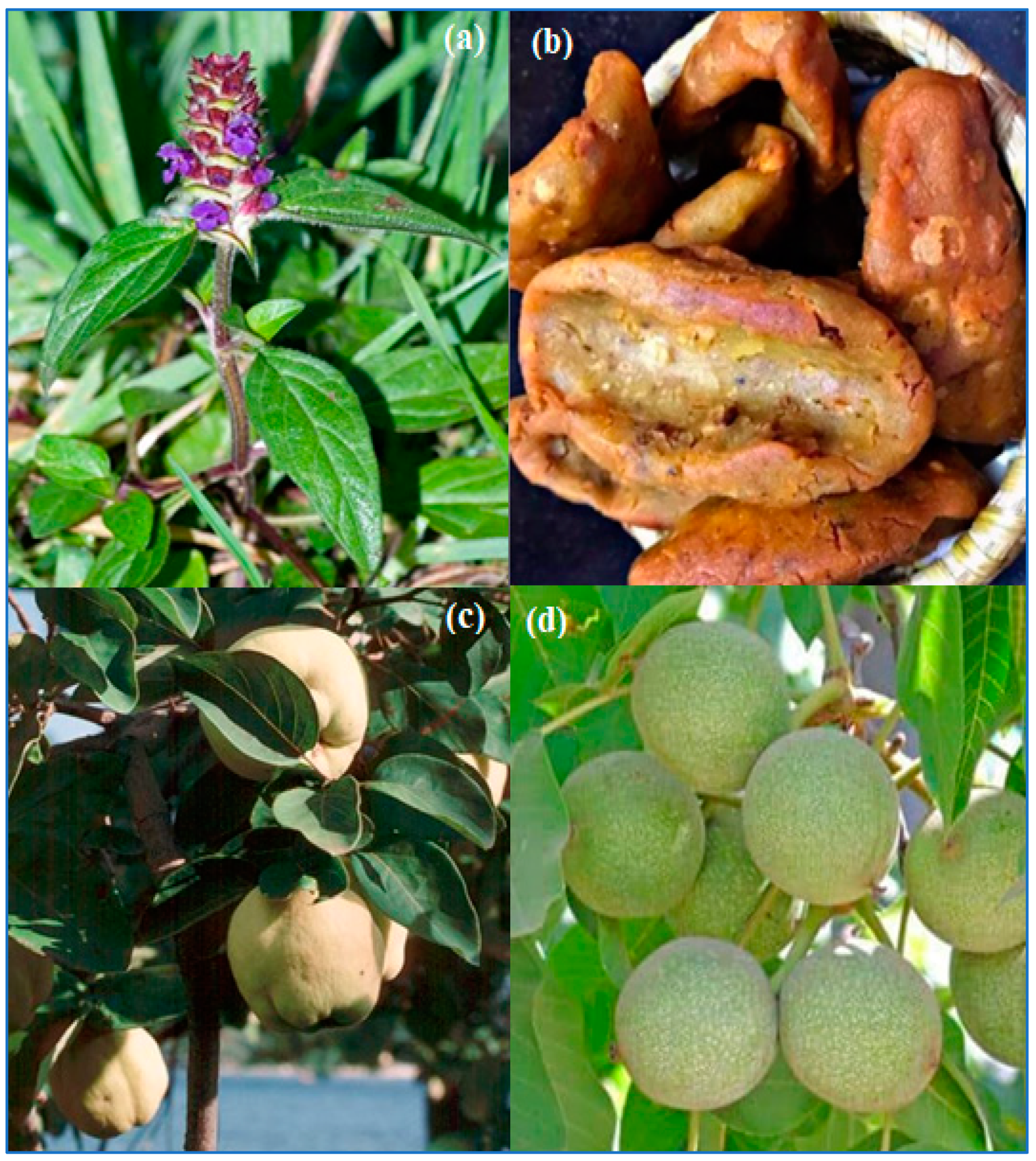 Plants 12 03599 g002