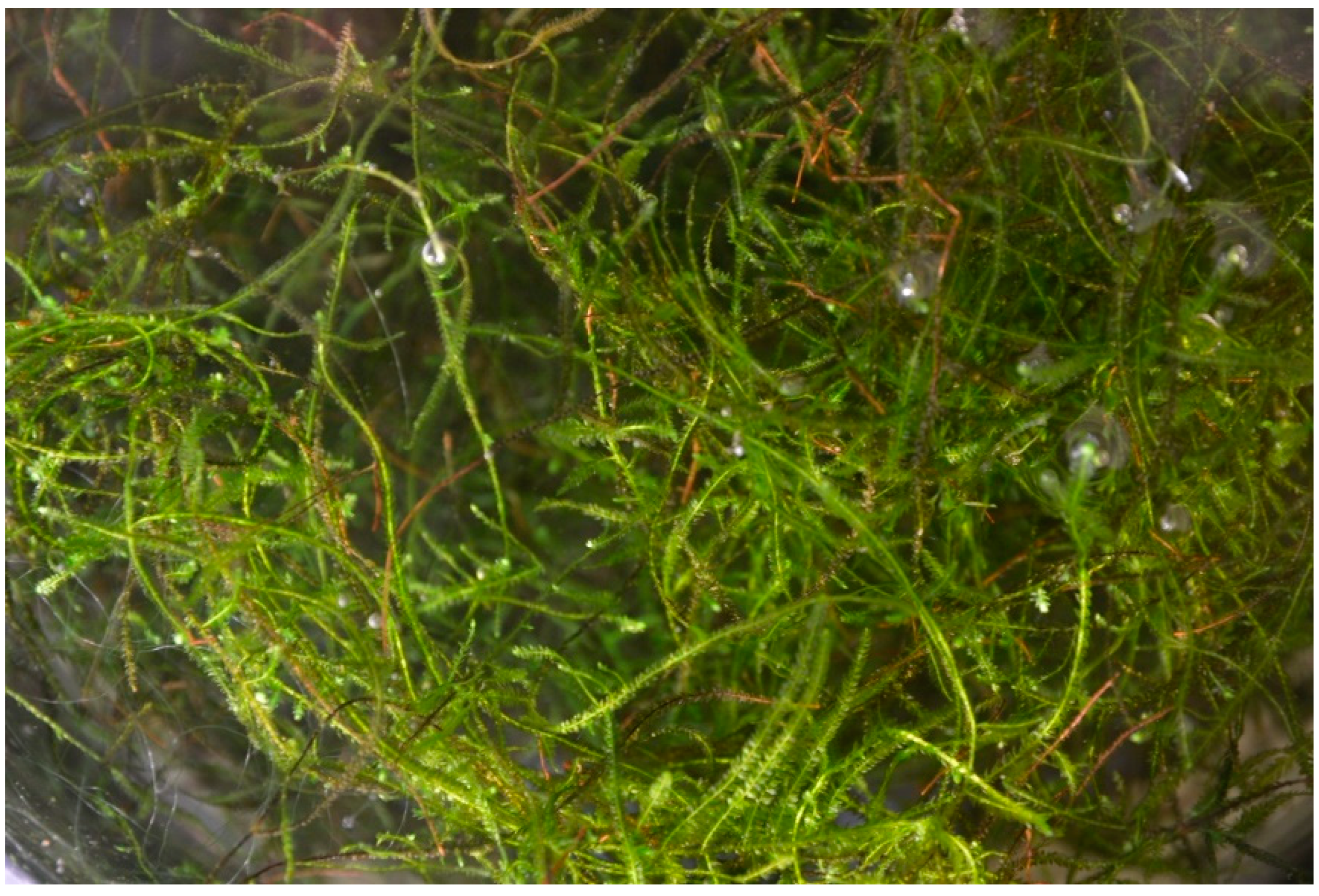 Plants 12 03607 g003 Plants 12 03607 g003