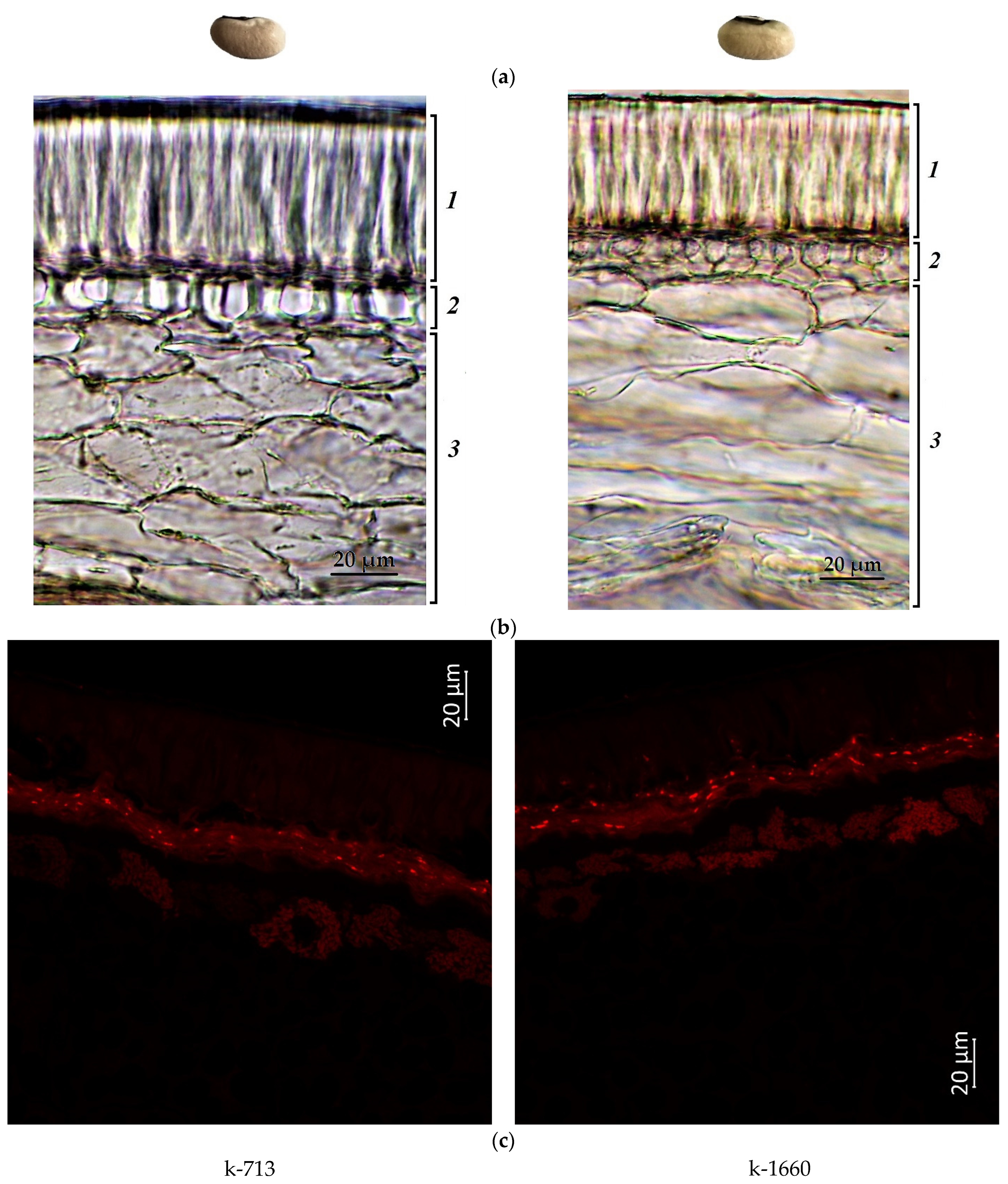 Plants 12 03624 g001