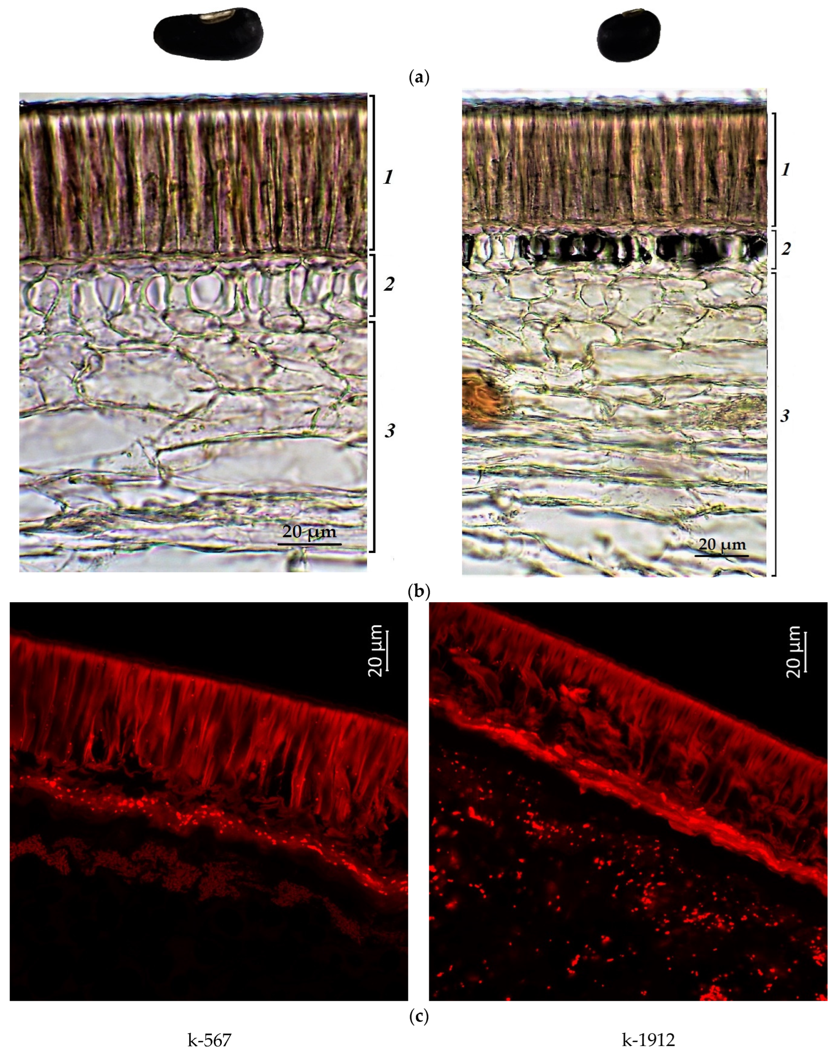 Plants 12 03624 g004