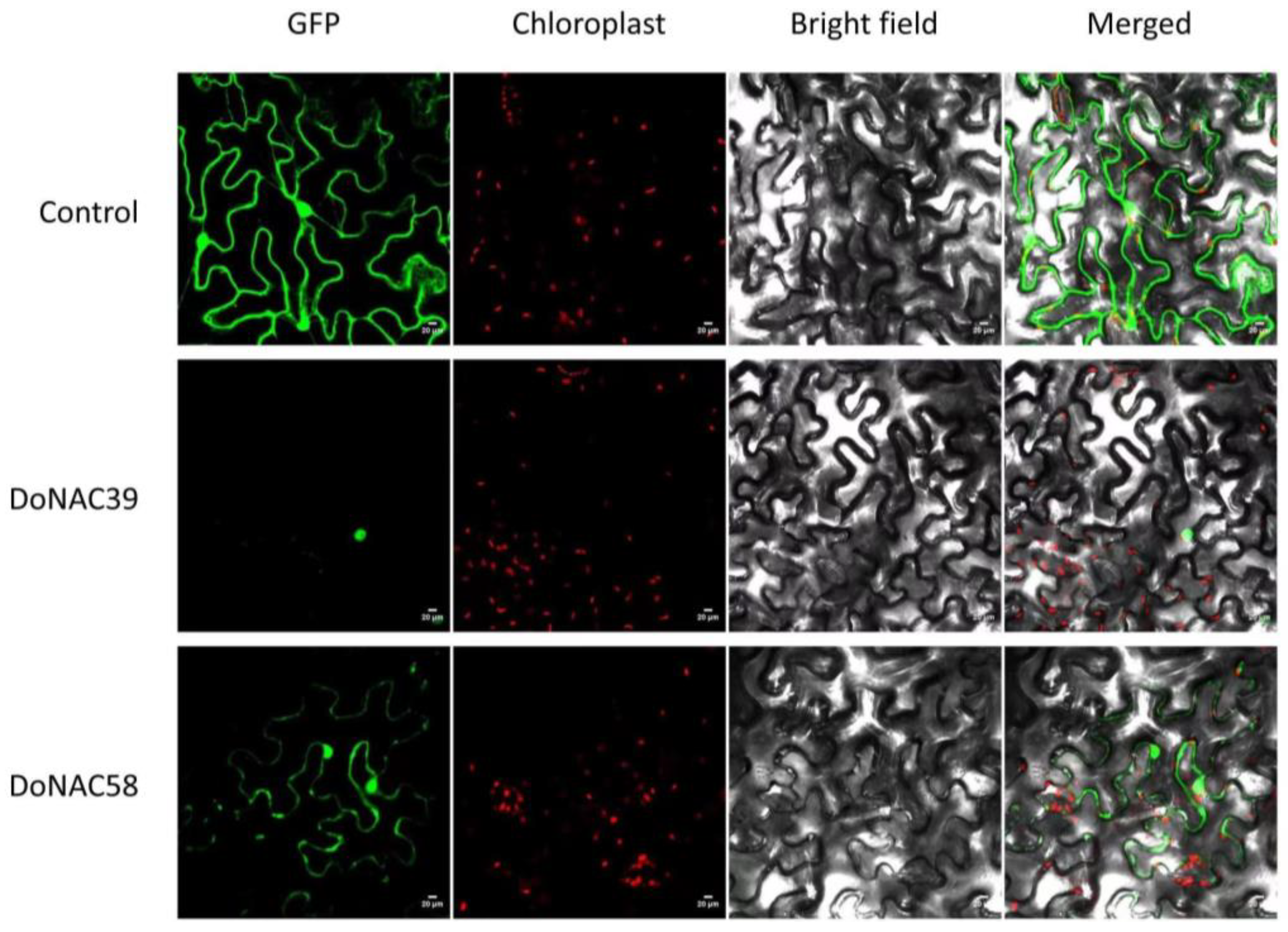 Plants 12 03626 g008