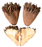 Plants 12 03635 i001