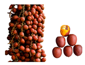 Plants 12 03635 i005