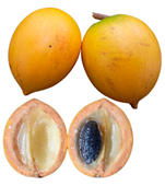 Plants 12 03635 i008