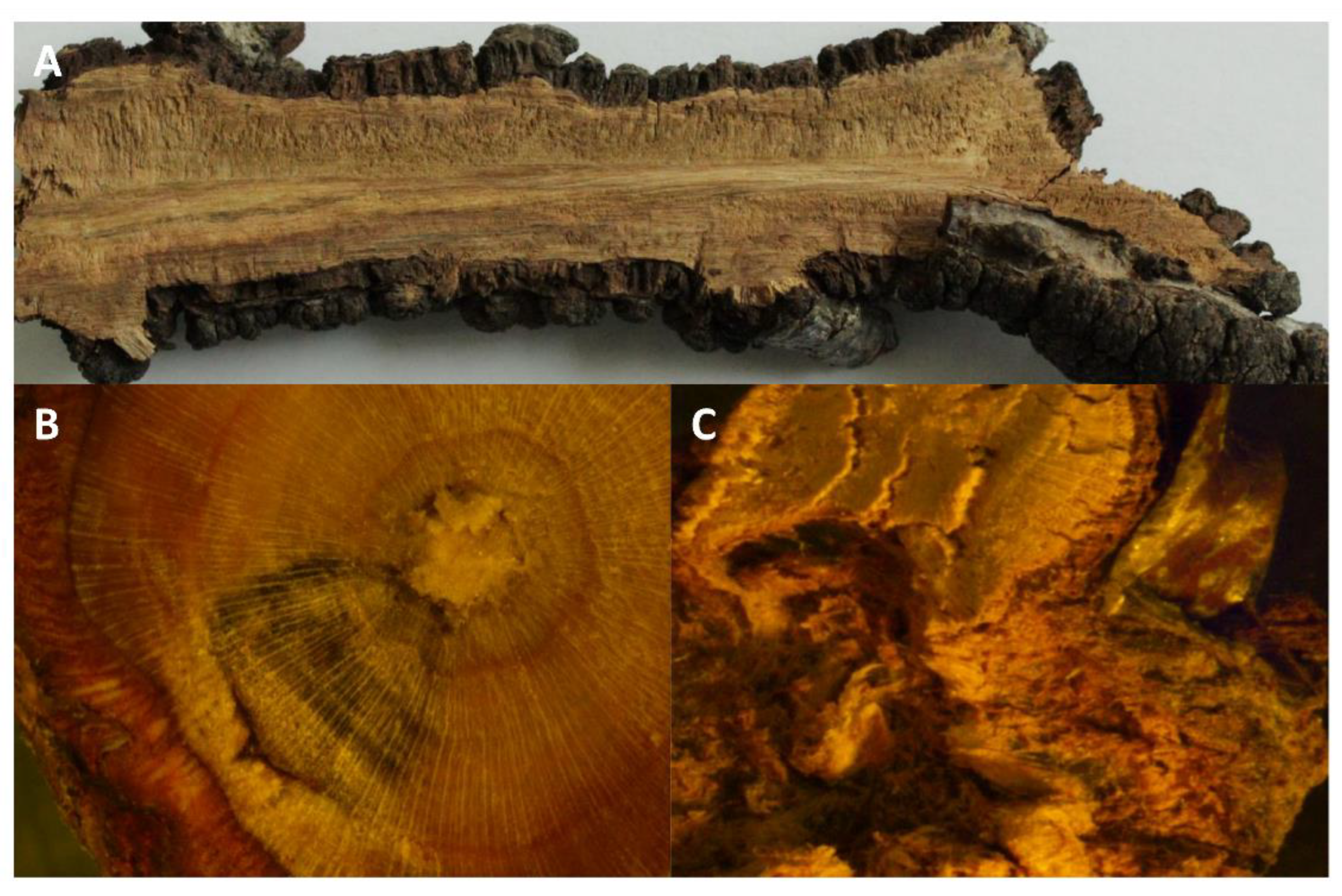 Plants 12 03638 g003