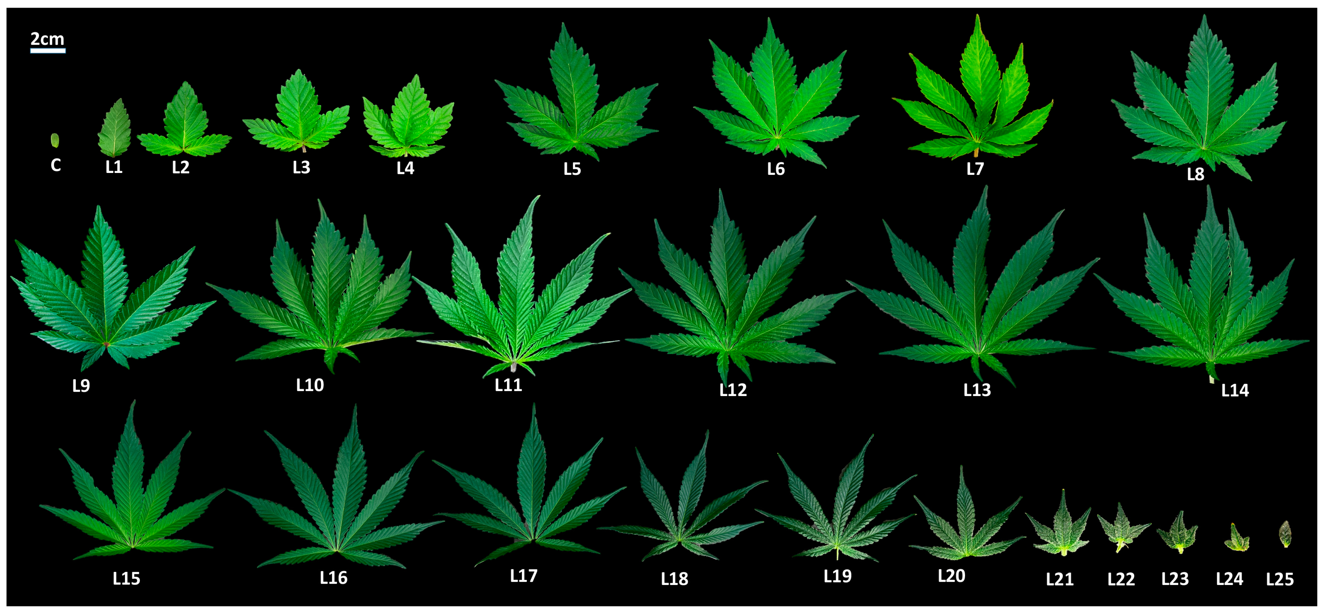 Plants 12 03646 g001