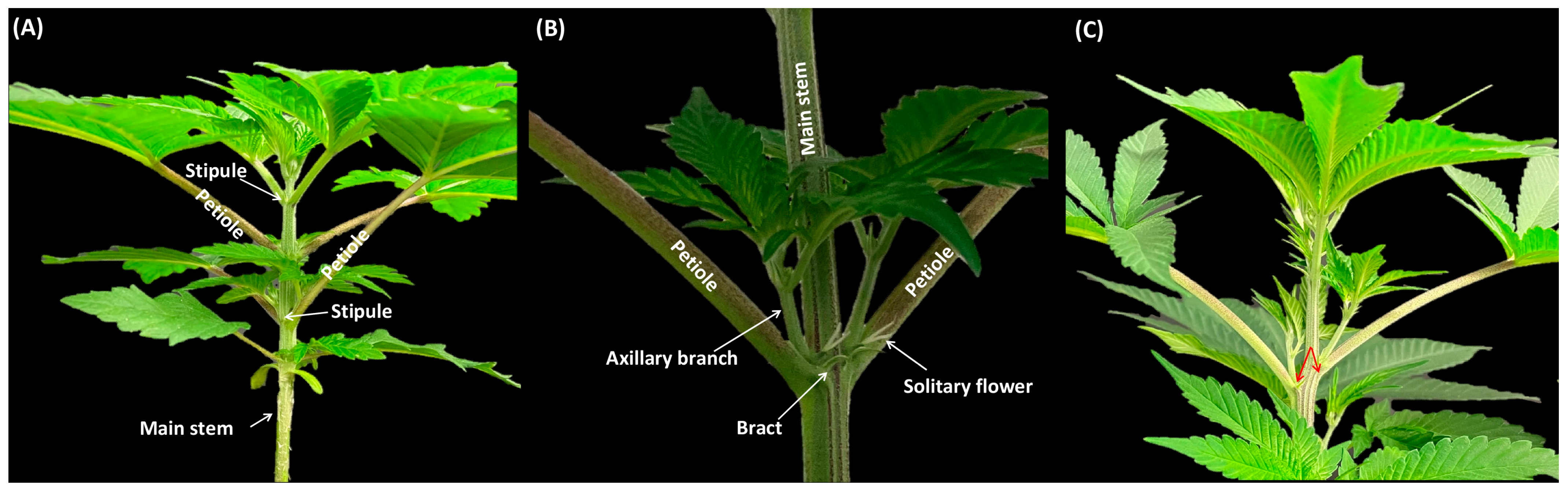 Plants 12 03646 g004