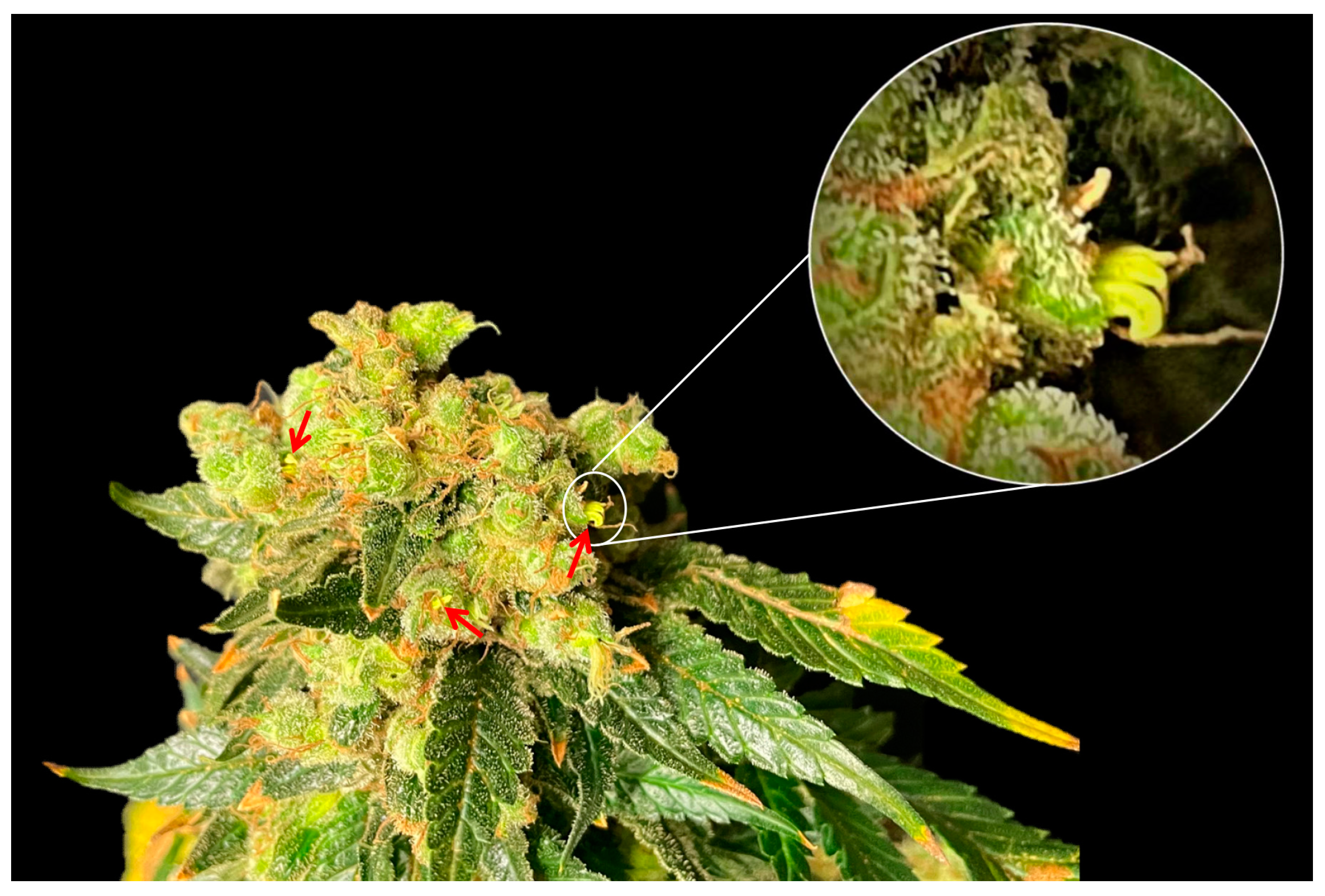 Plants 12 03646 g010