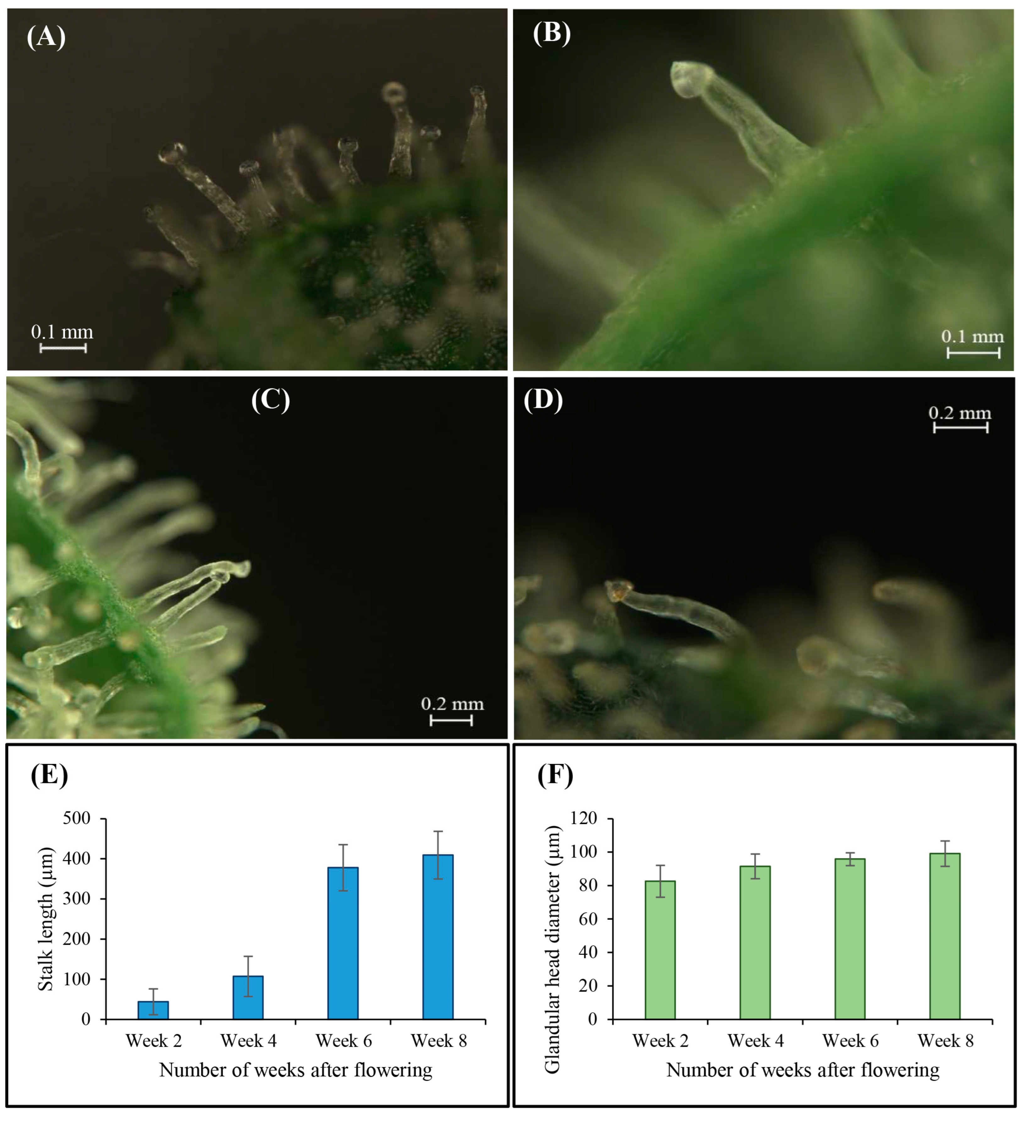 Plants 12 03646 g012