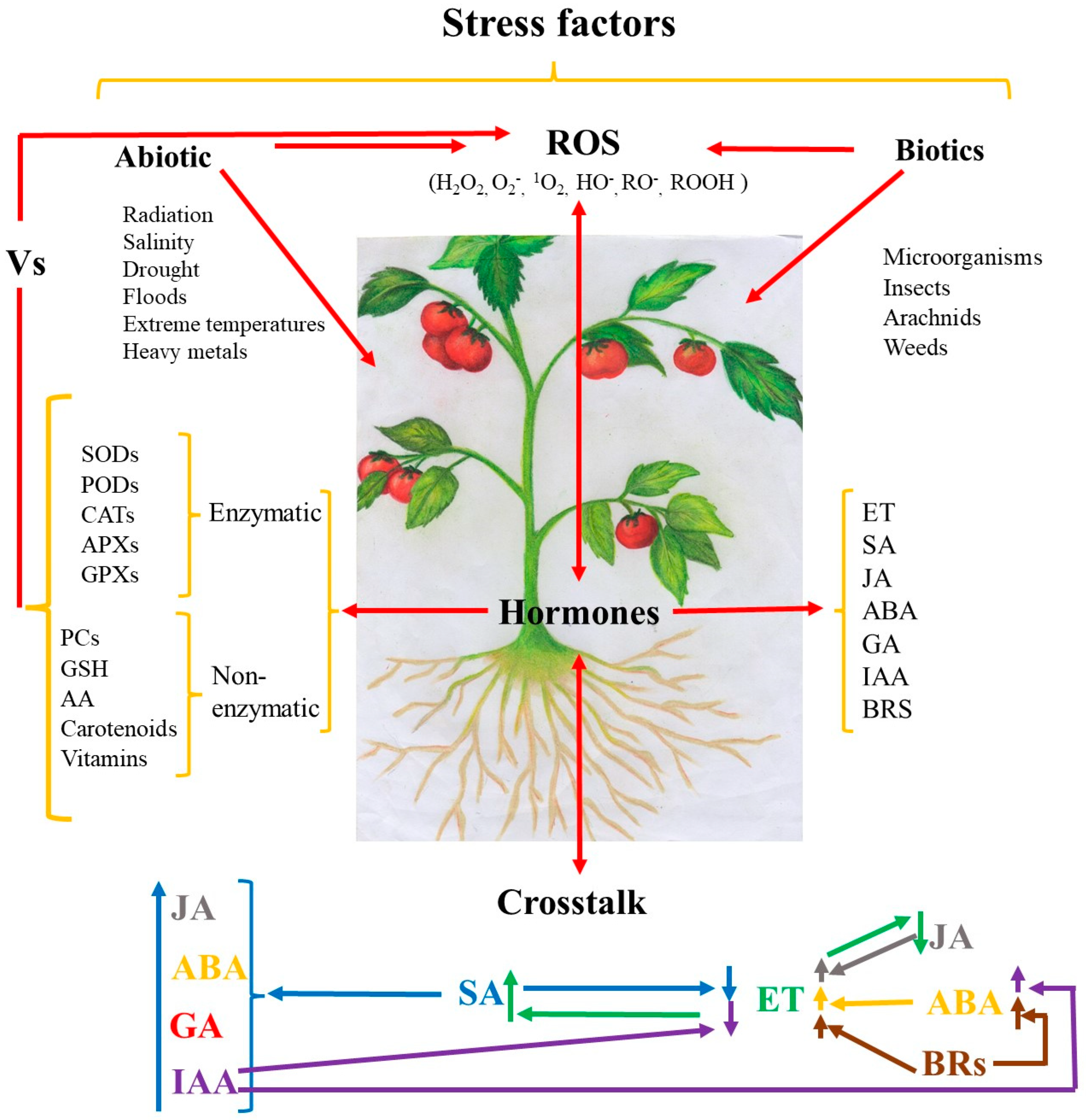 Plants 12 03648 g001