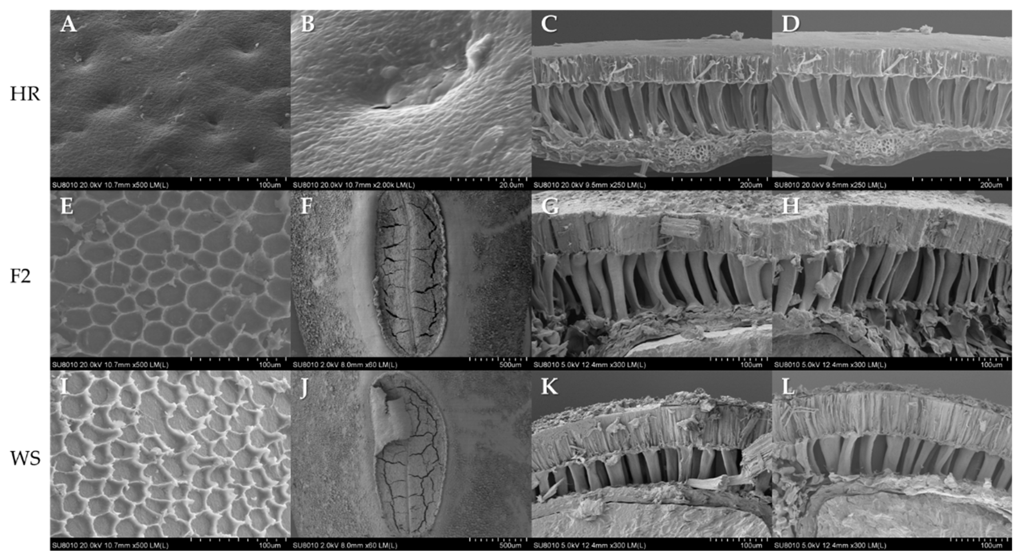 Plants 12 03671 g009