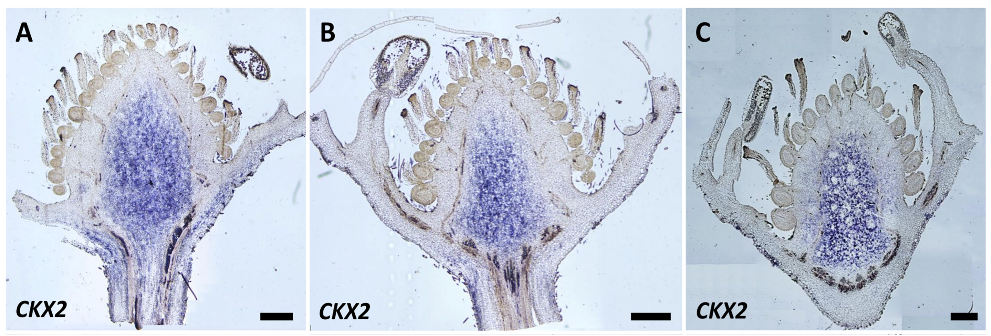 Plants 12 03672 g007a