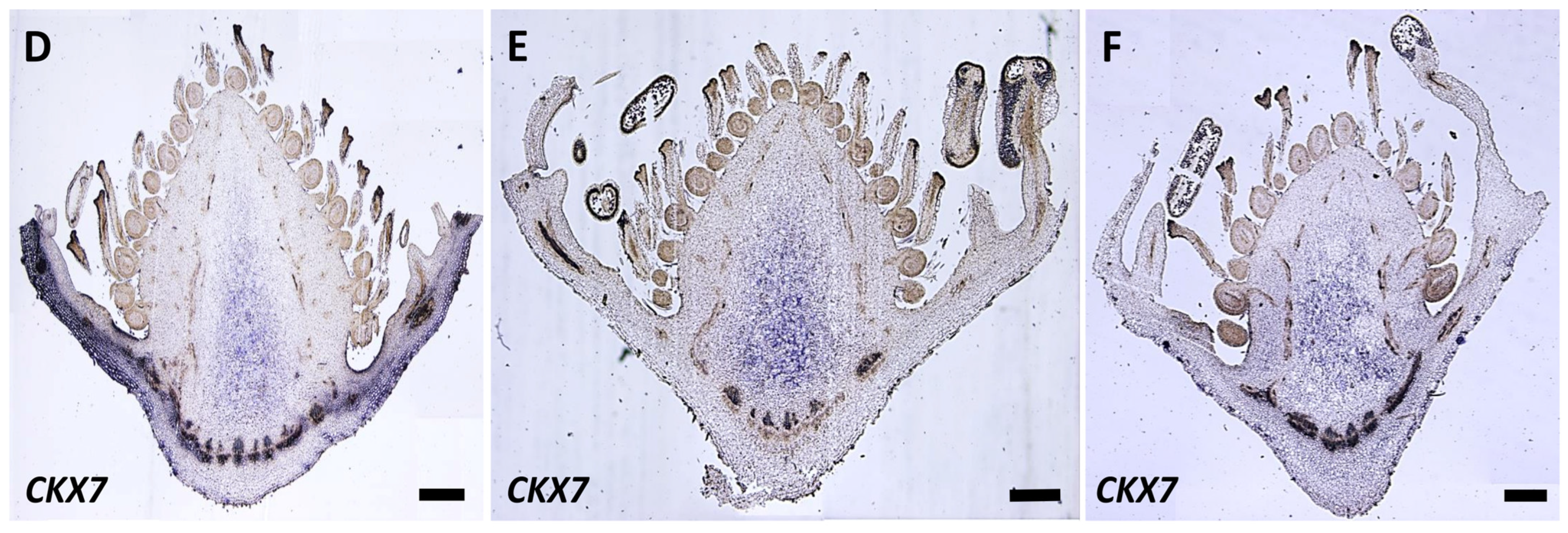 Plants 12 03672 g007b