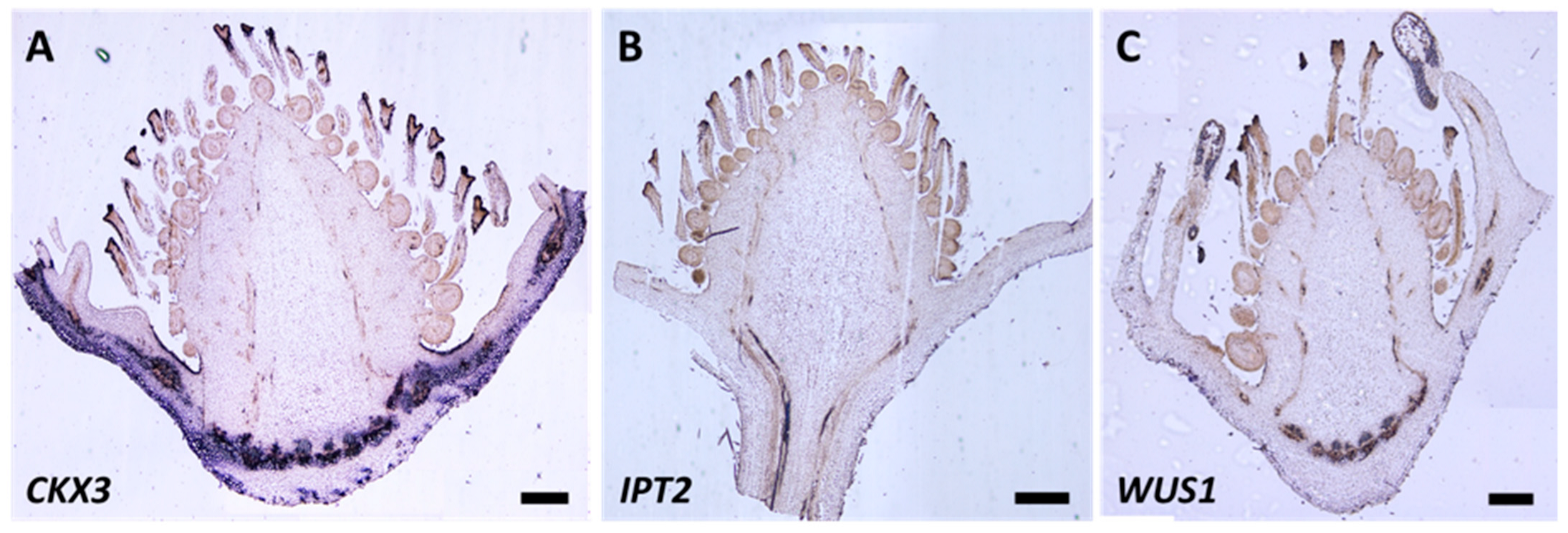Plants 12 03672 g008