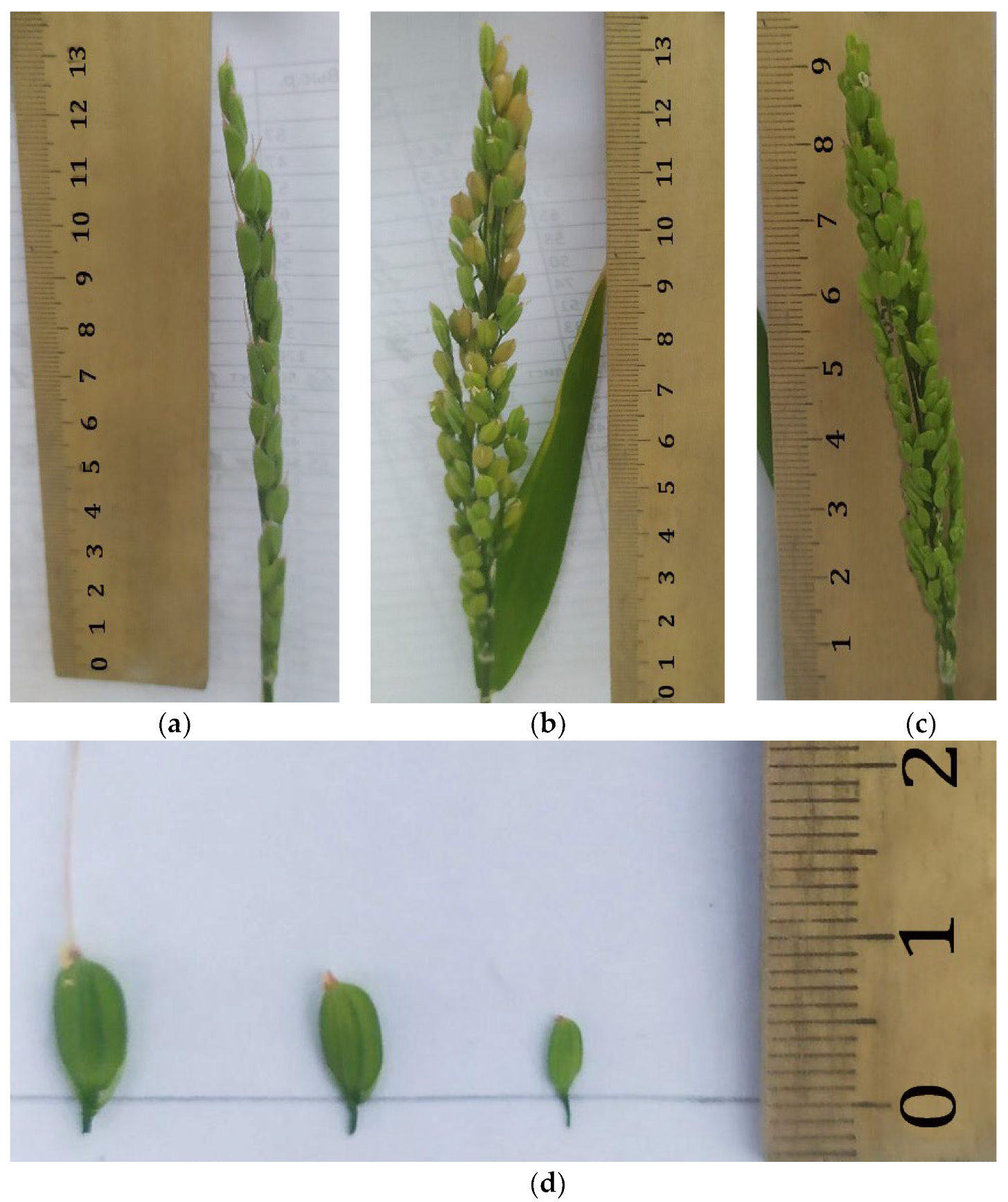 Plants 12 03681 g007