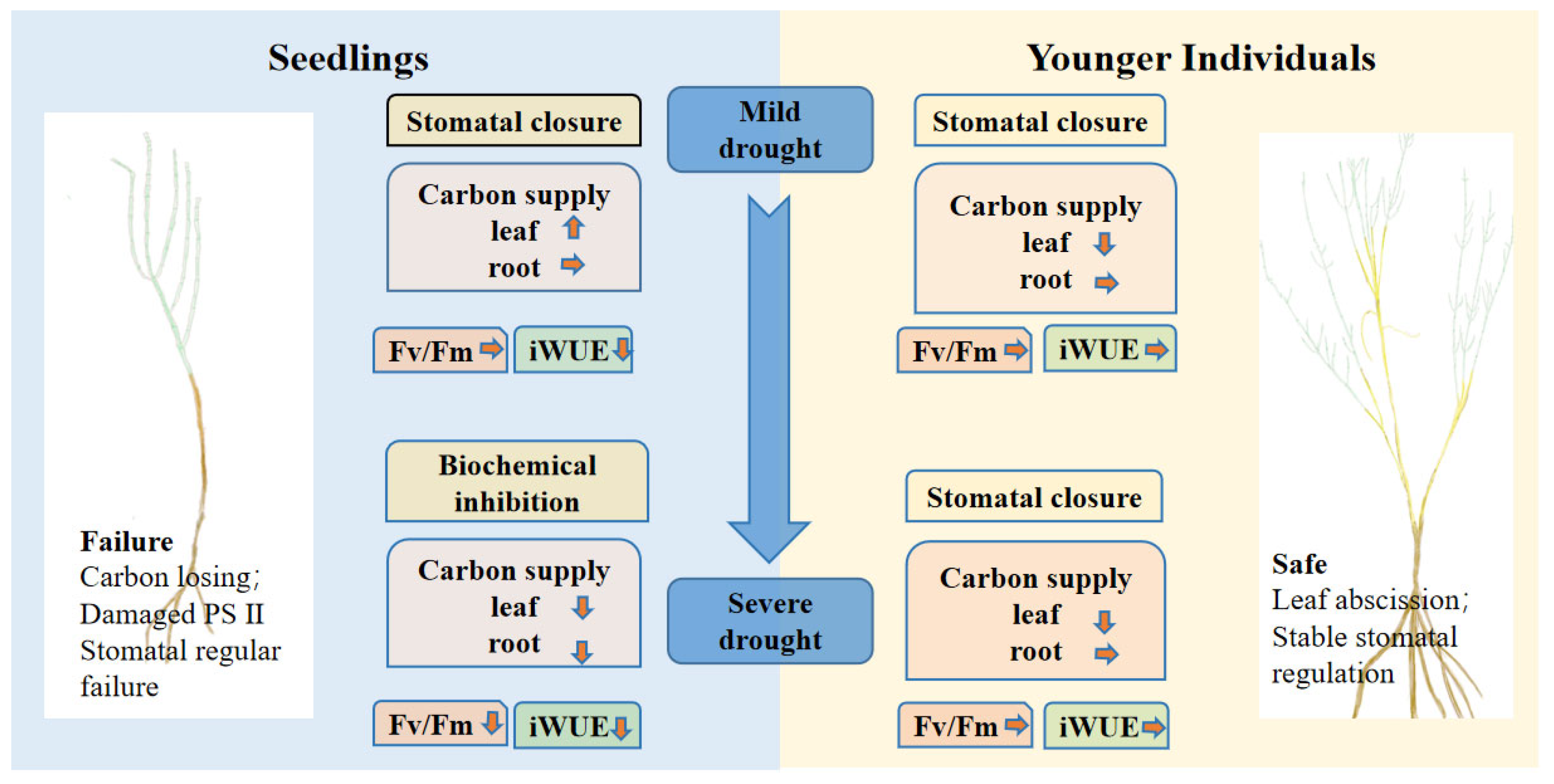 Plants 12 03683 g007