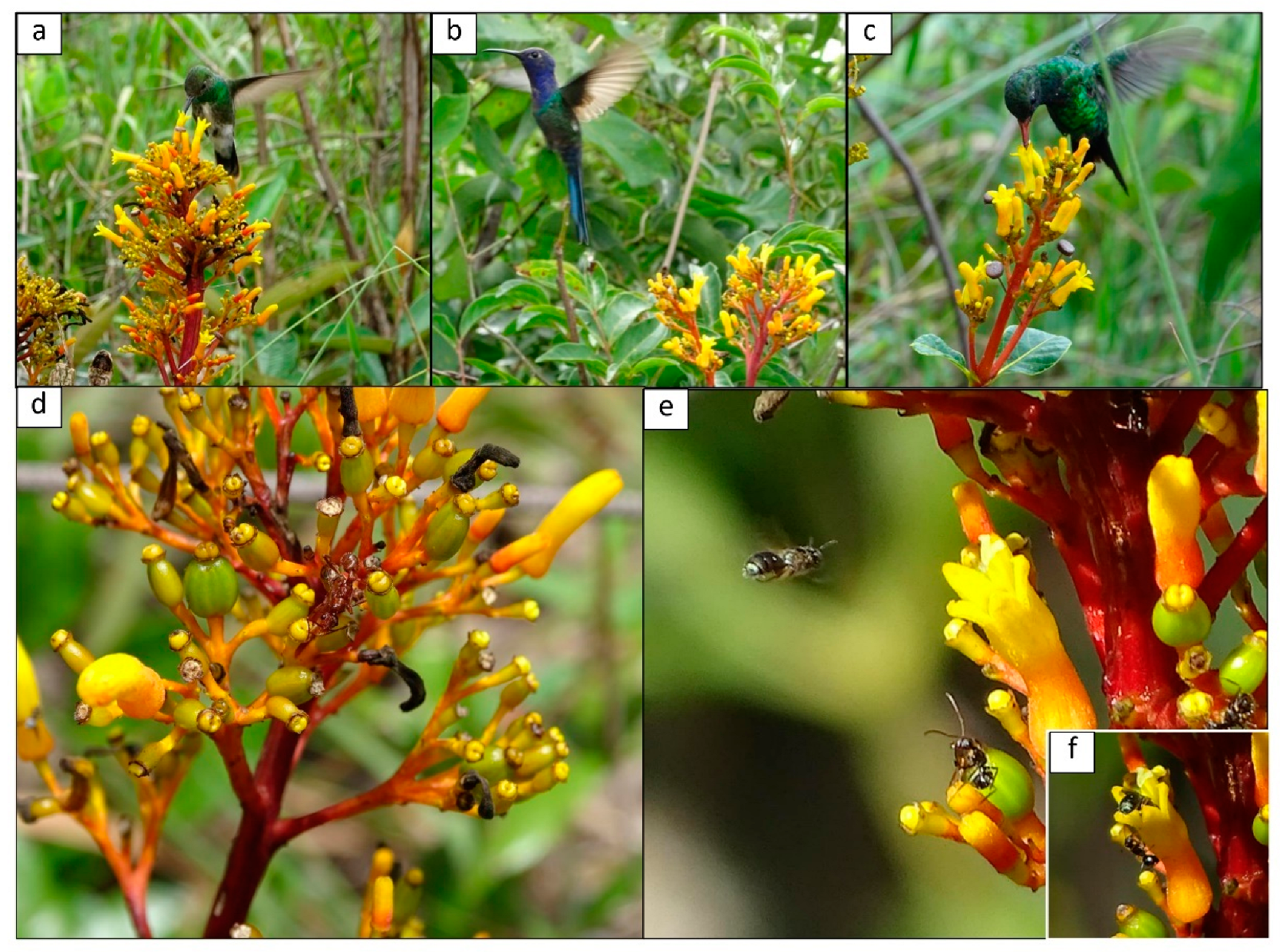 Plants 12 03688 g001