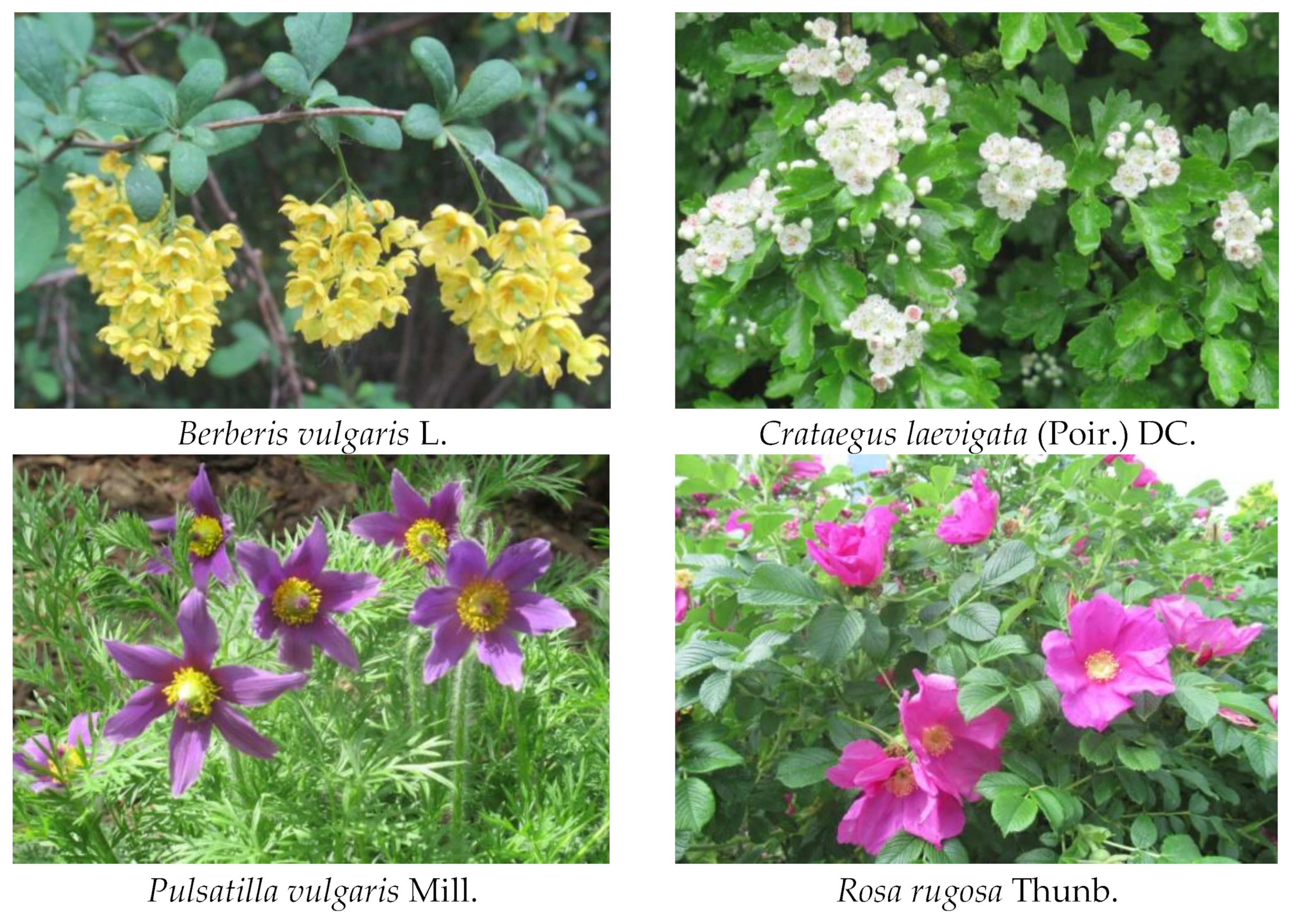 Plants 12 03697 g004a