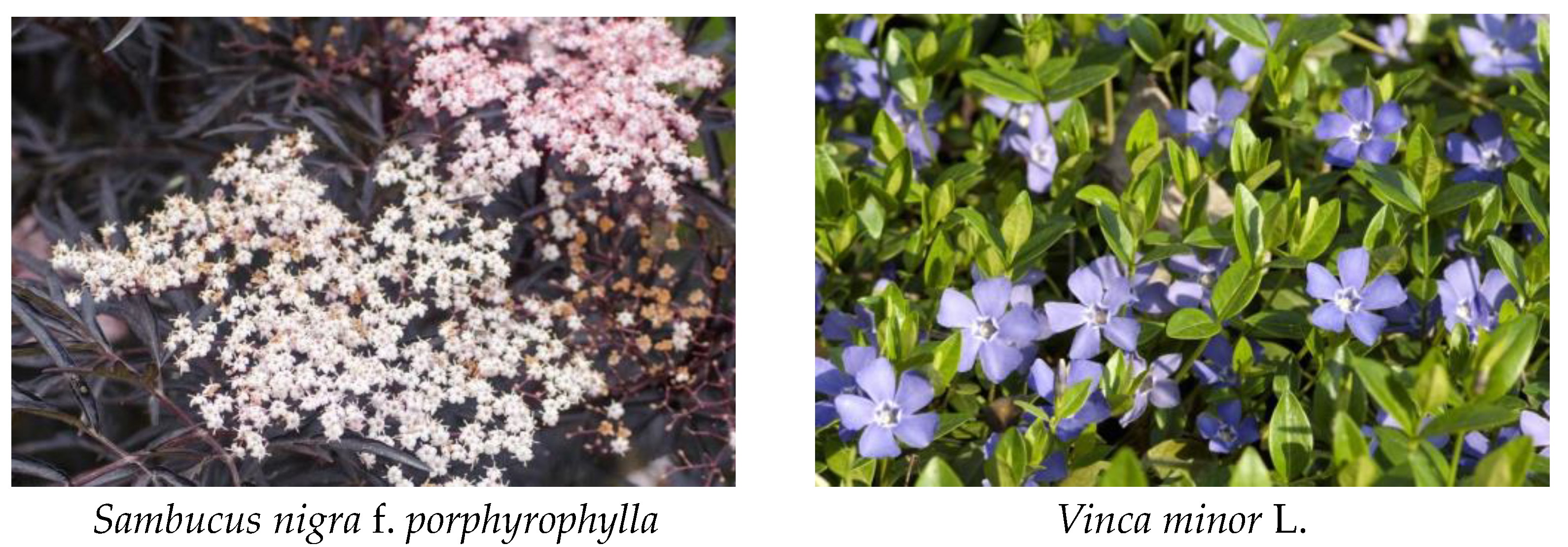 Plants 12 03697 g004b