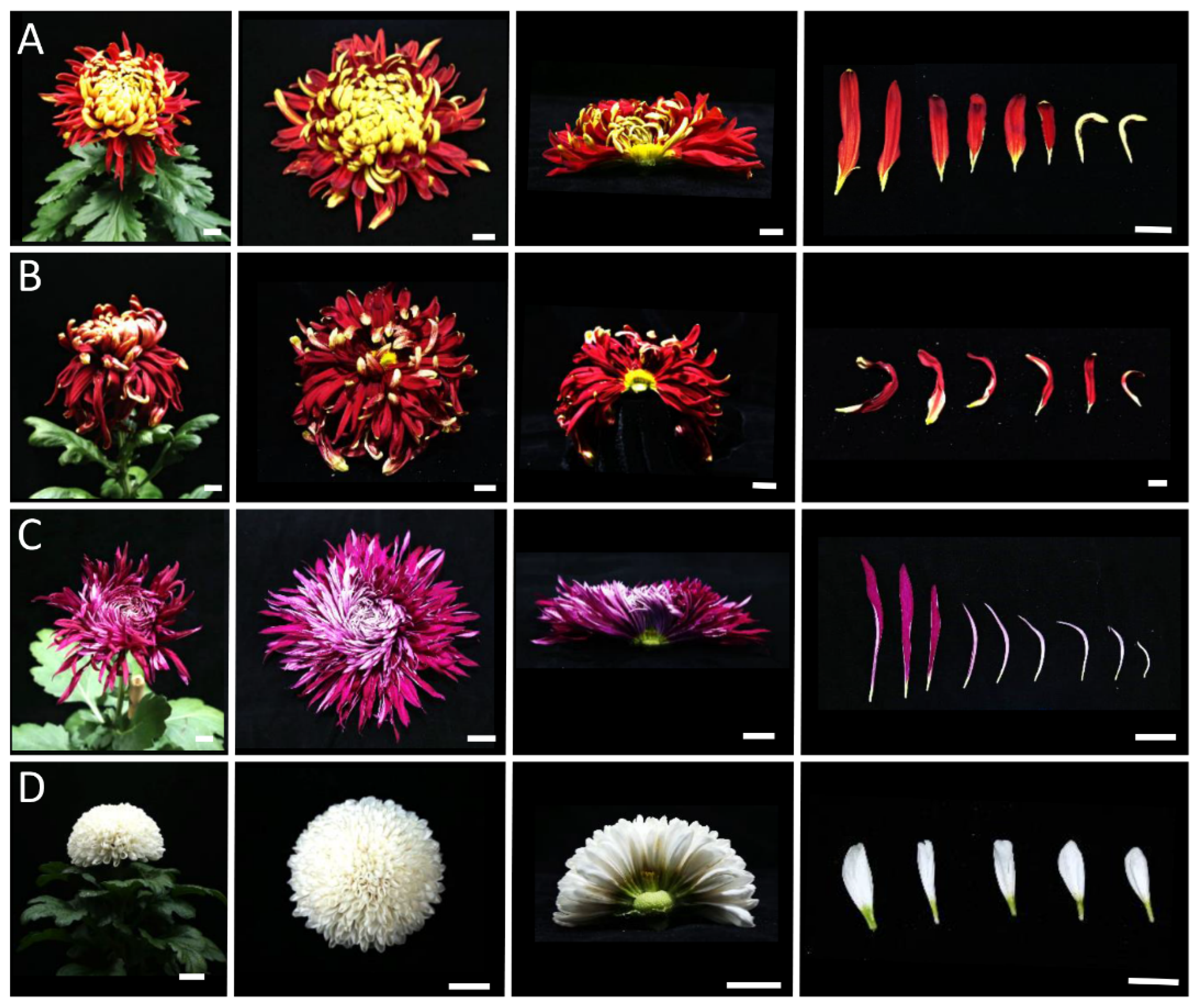 Plants 12 03728 g002