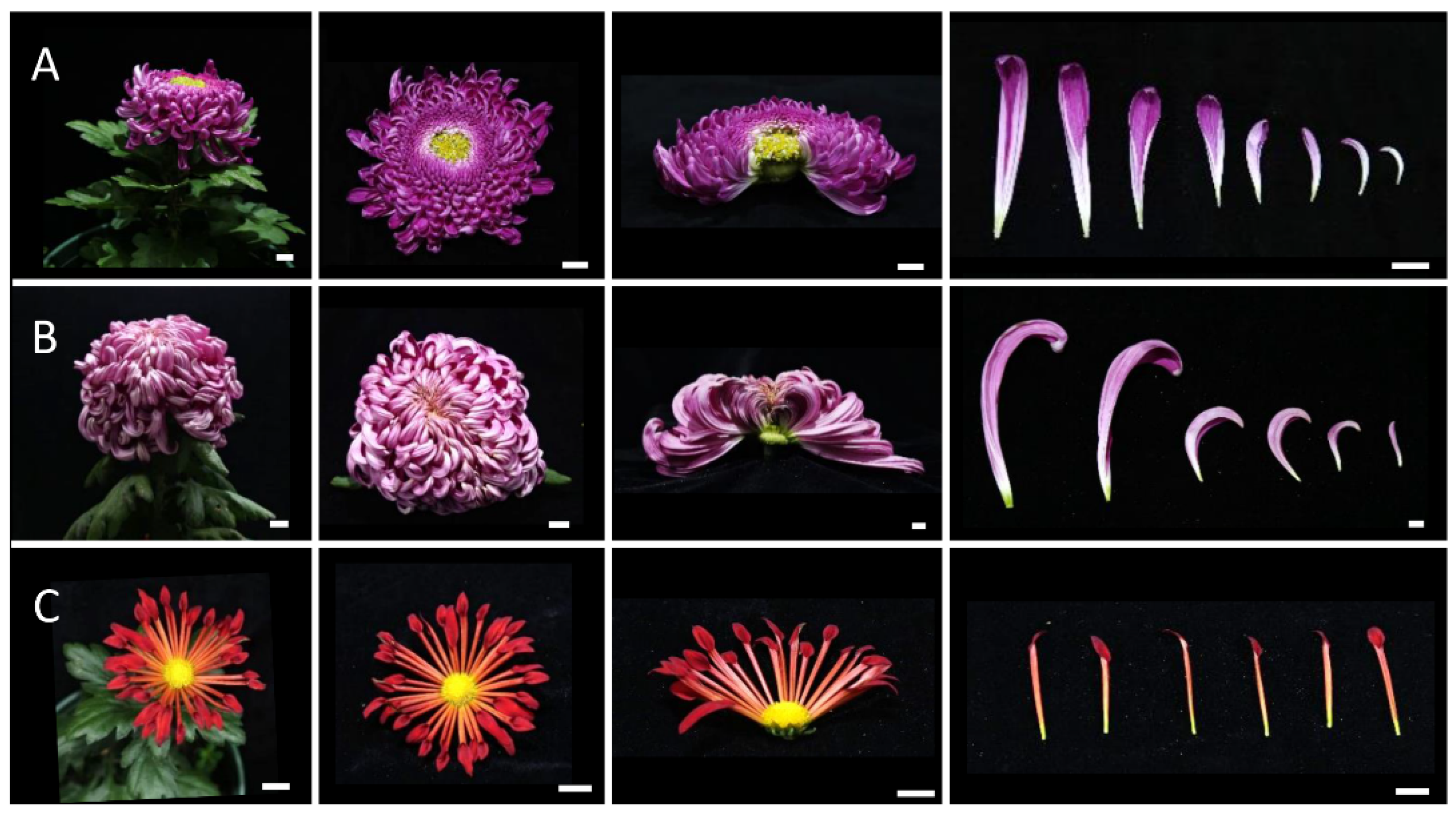 Plants 12 03728 g003