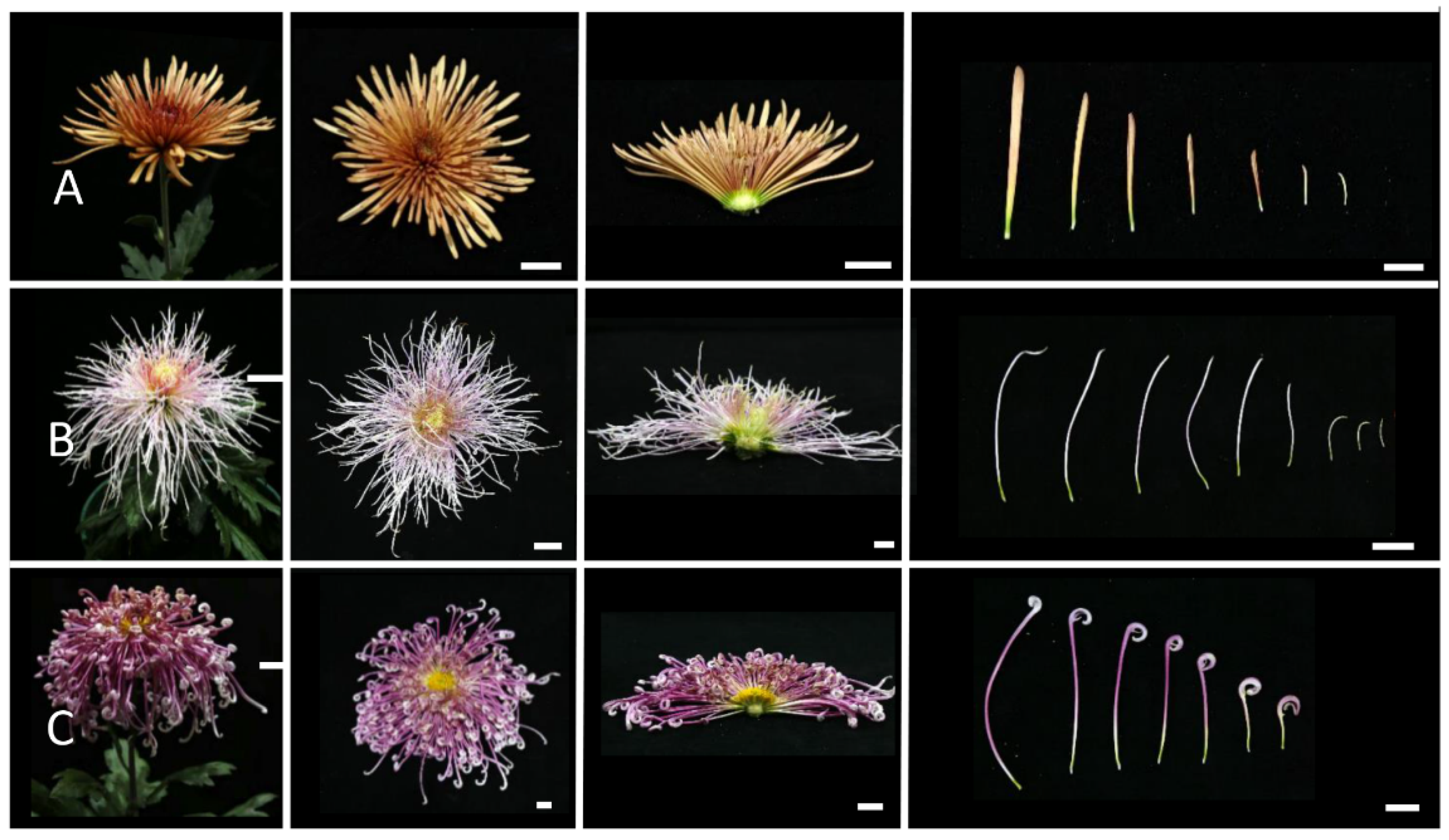 Plants 12 03728 g004